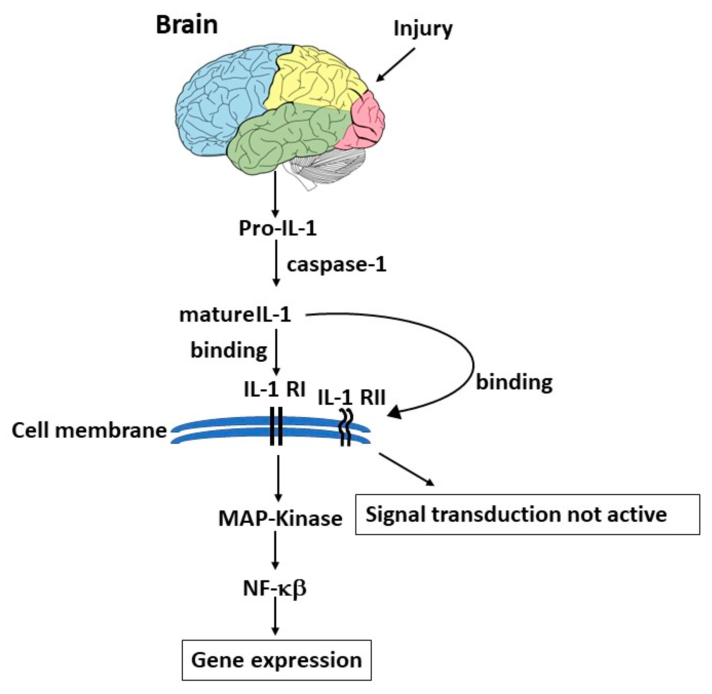 Ijms 24 04811 g002 Ijms 24 04811 g002
