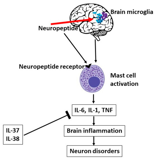Activation of Mast Cells by Neuropeptides: The Role of Pro-Inflammatory ...