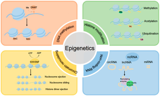 Histone Modifications Represent a Key Epigenetic Feature of