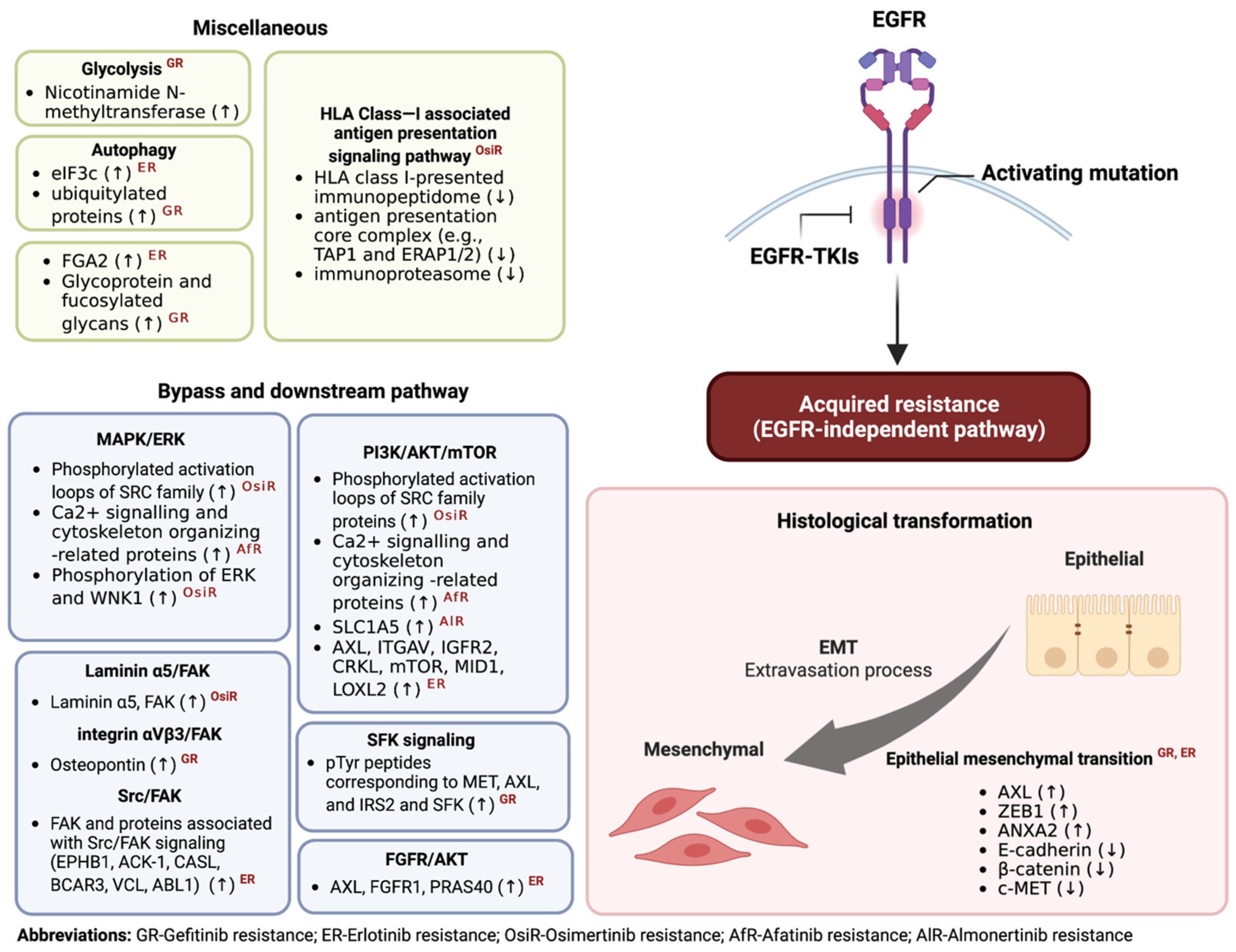 IJMS | Free Full-Text | The Role of Proteomics and Phosphoproteomics in the Discovery of Therapeutic Targets and Biomarkers in Acquired EGFR-TKI-Resistant Non-Small Cell Lung Cancer IJMS | Free Full-Text | The Role of Proteomics and Phosphoproteomics in the Discovery of Therapeutic Targets and Biomarkers in Acquired EGFR-TKI-Resistant Non-Small Cell Lung Cancer