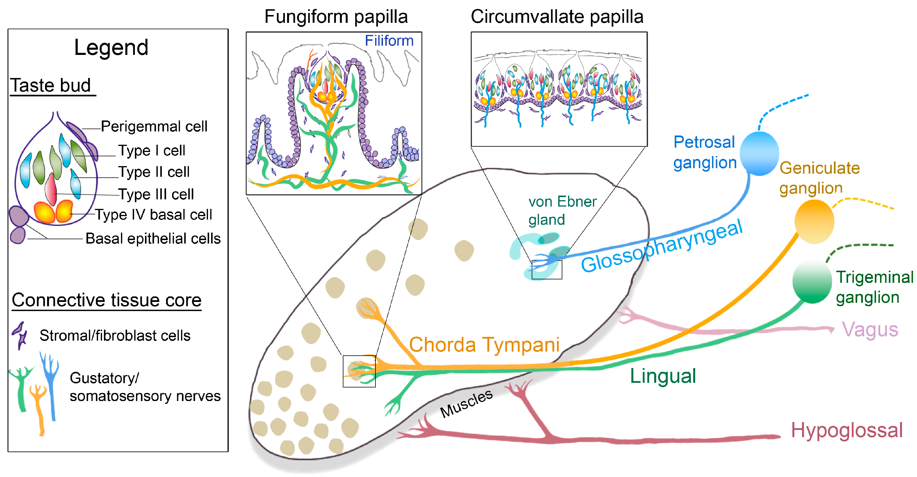 The Surprisingly Complex World Of Taste Buds: A Visual Guide - xoxnn5x