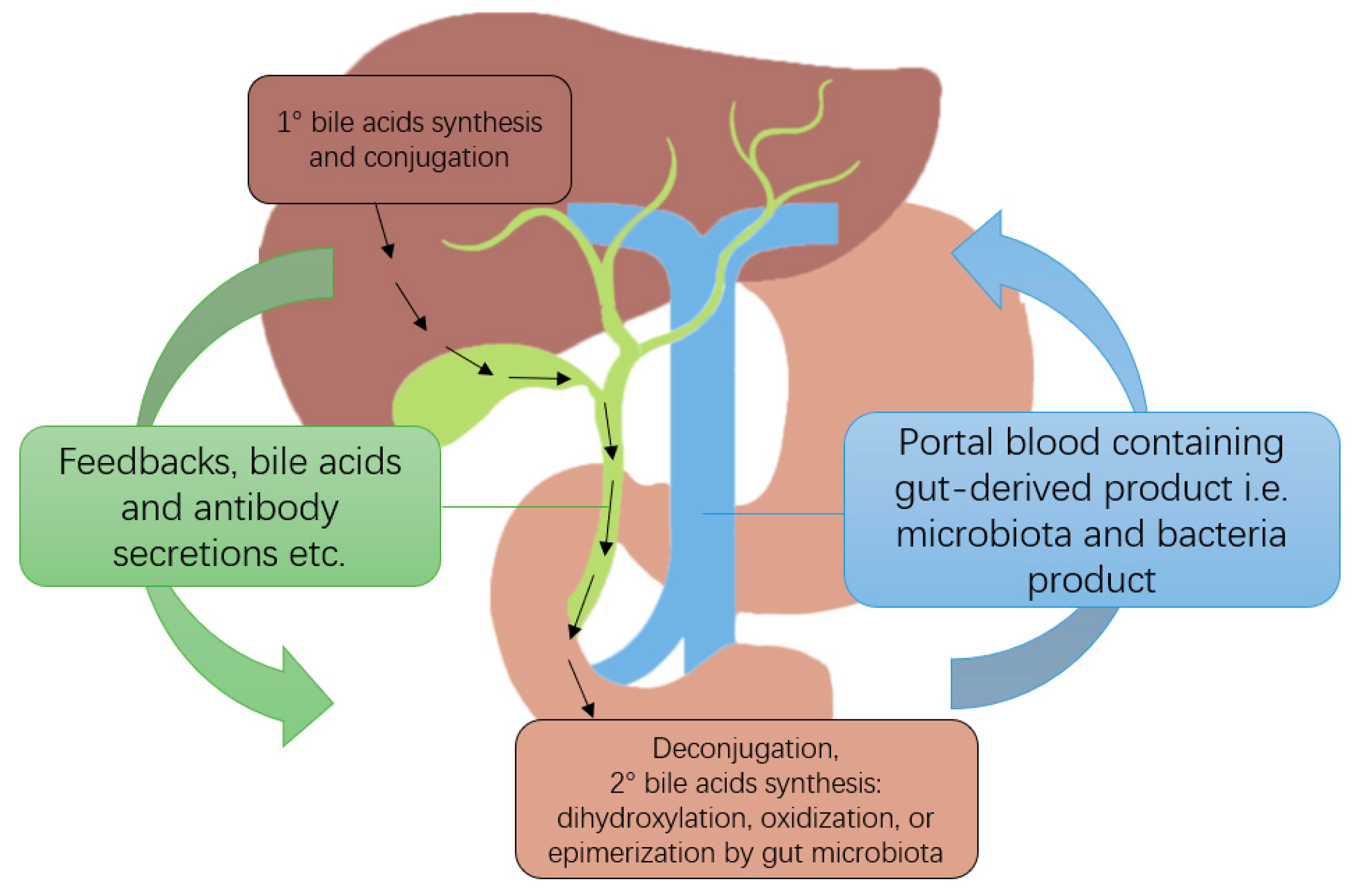 Liver Transplant Diagram liver-transplant-diagram