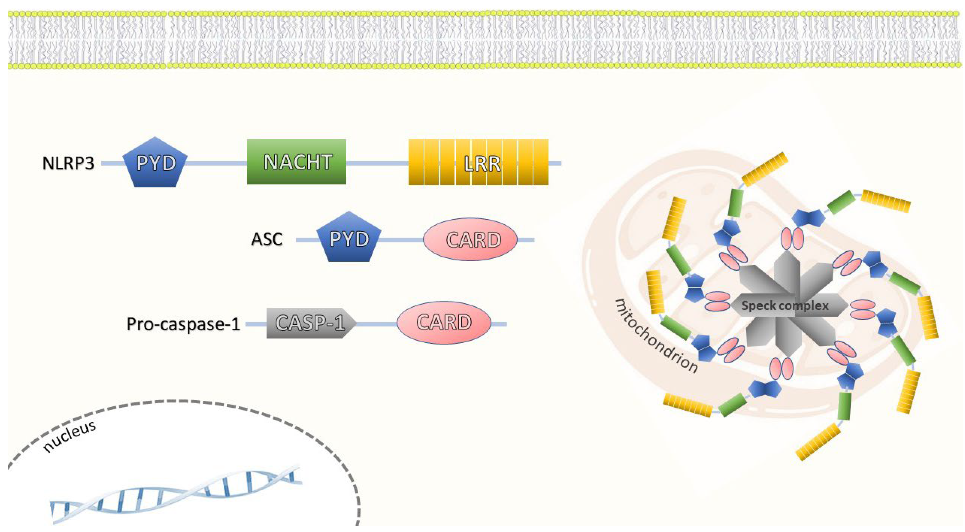 Ijms 24 04860 g001 Ijms 24 04860 g001