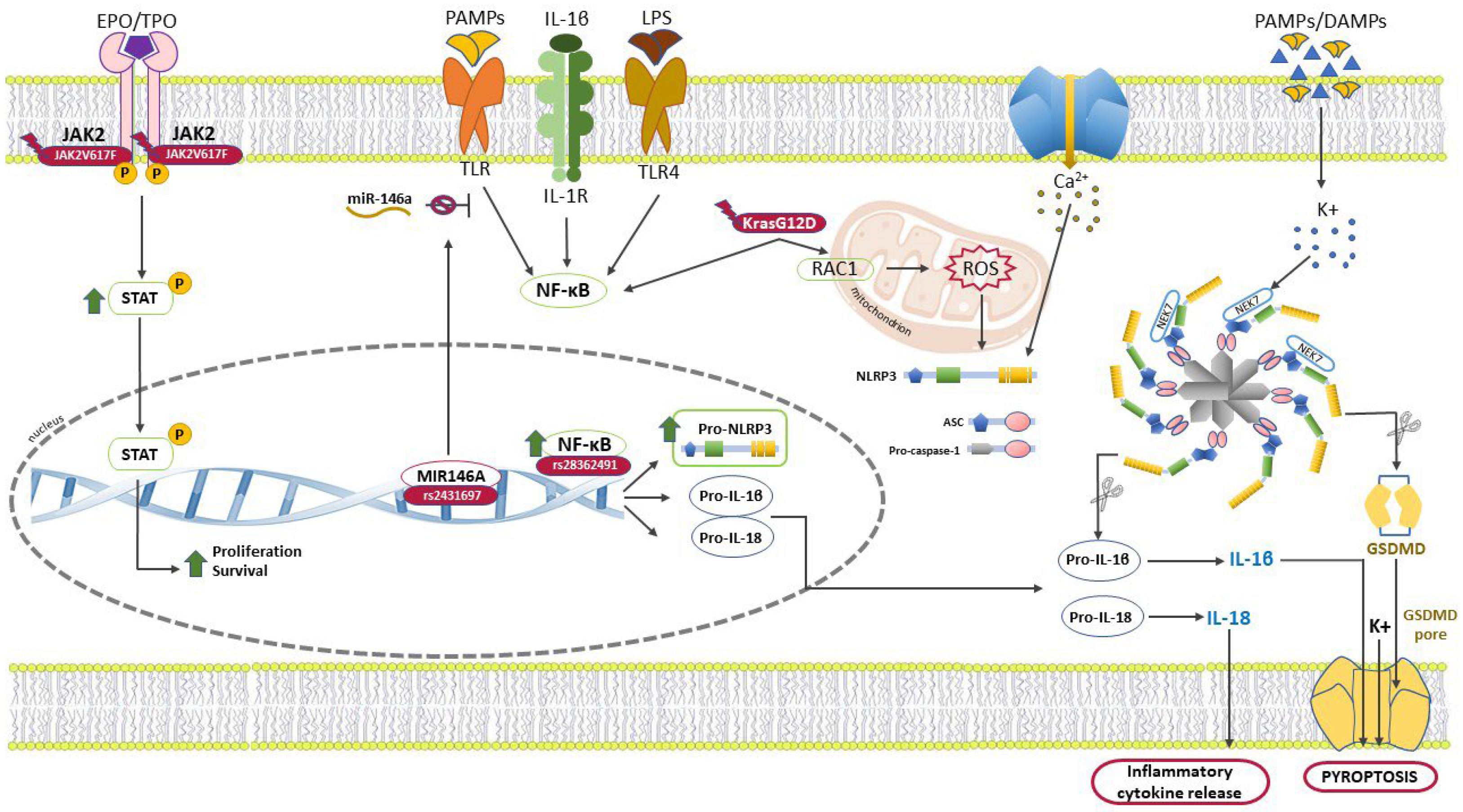 Ijms 24 04860 g002 Ijms 24 04860 g002