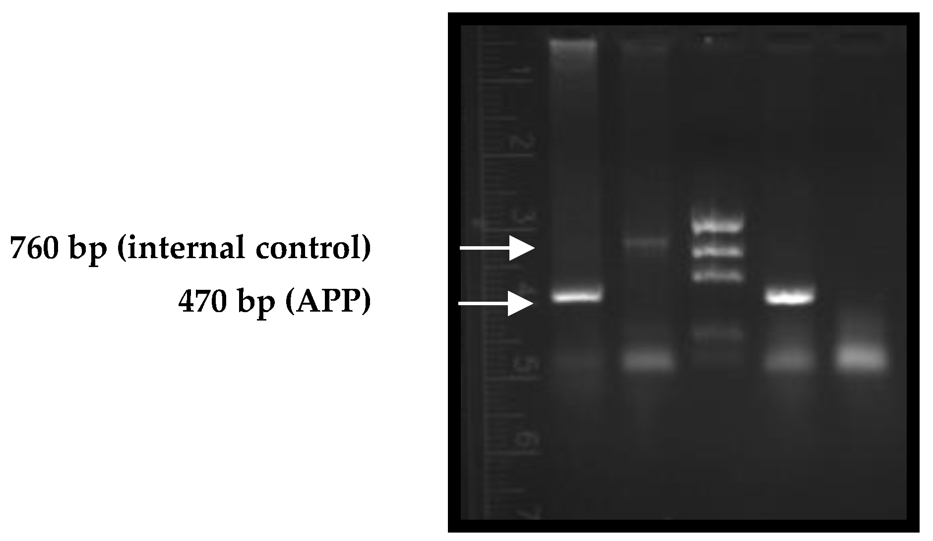 Ijms 24 04863 g001 Ijms 24 04863 g001