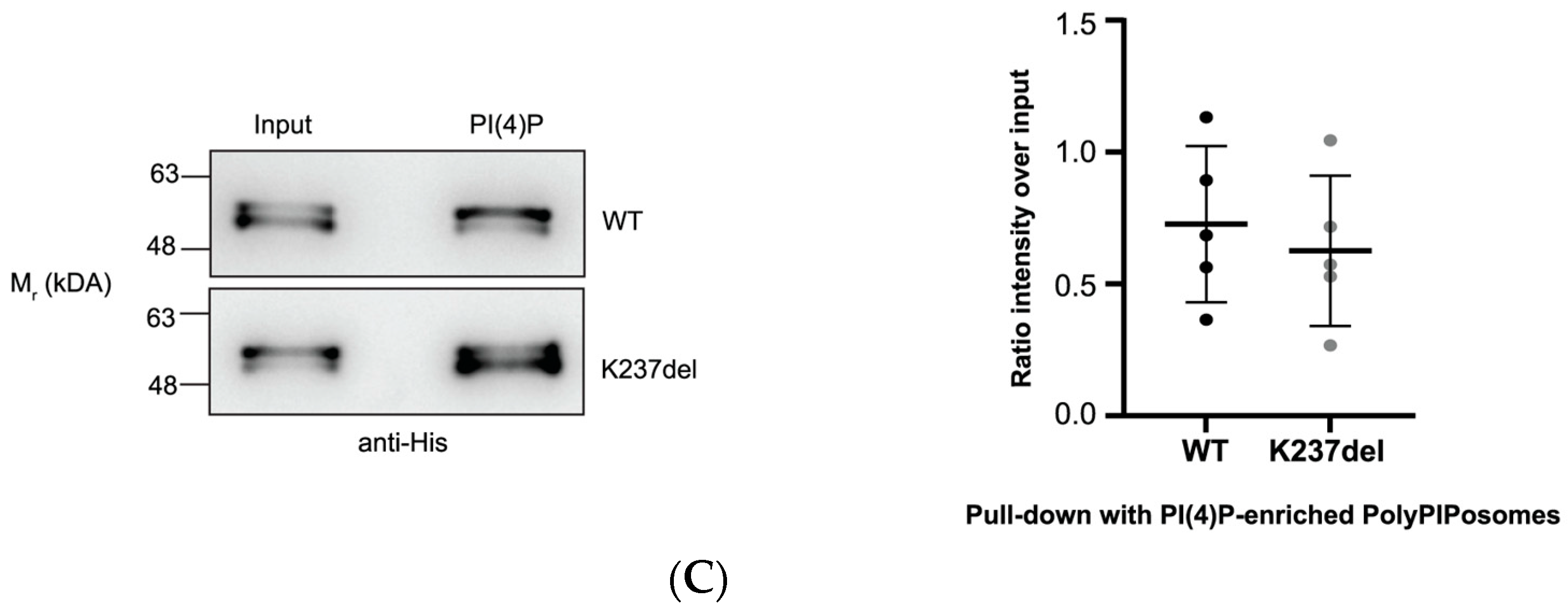 Ijms 24 04867 g003b Ijms 24 04867 g003b