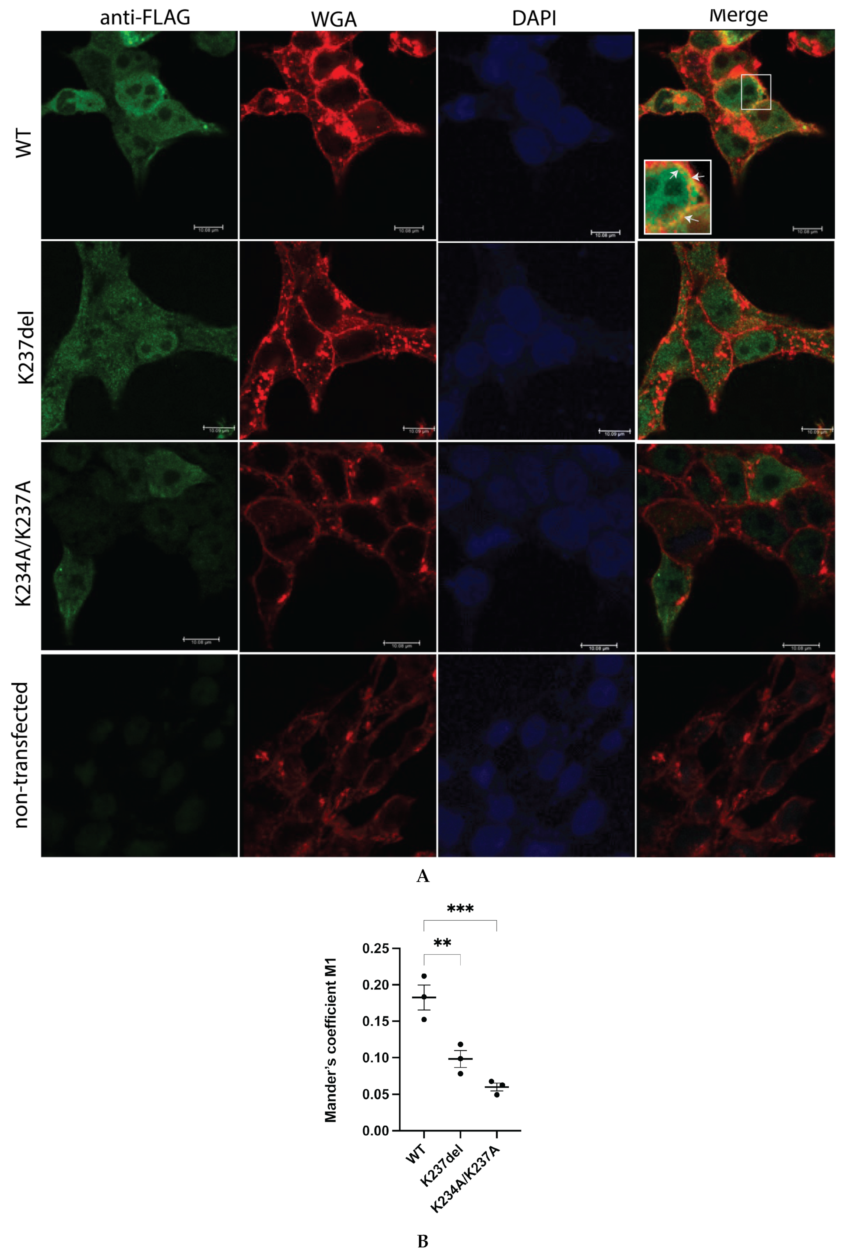 Ijms 24 04867 g005 Ijms 24 04867 g005