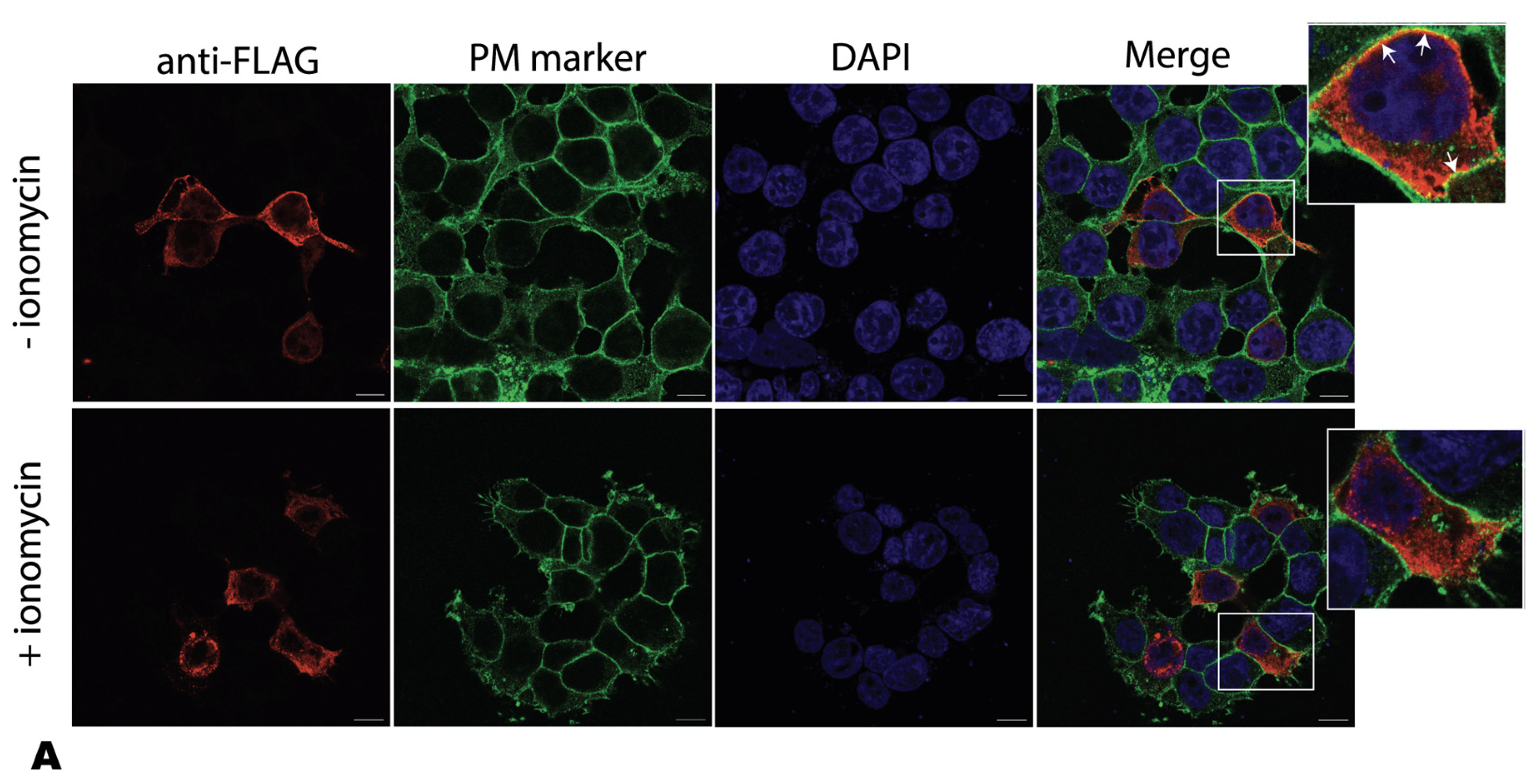 Ijms 24 04867 g006a Ijms 24 04867 g006a