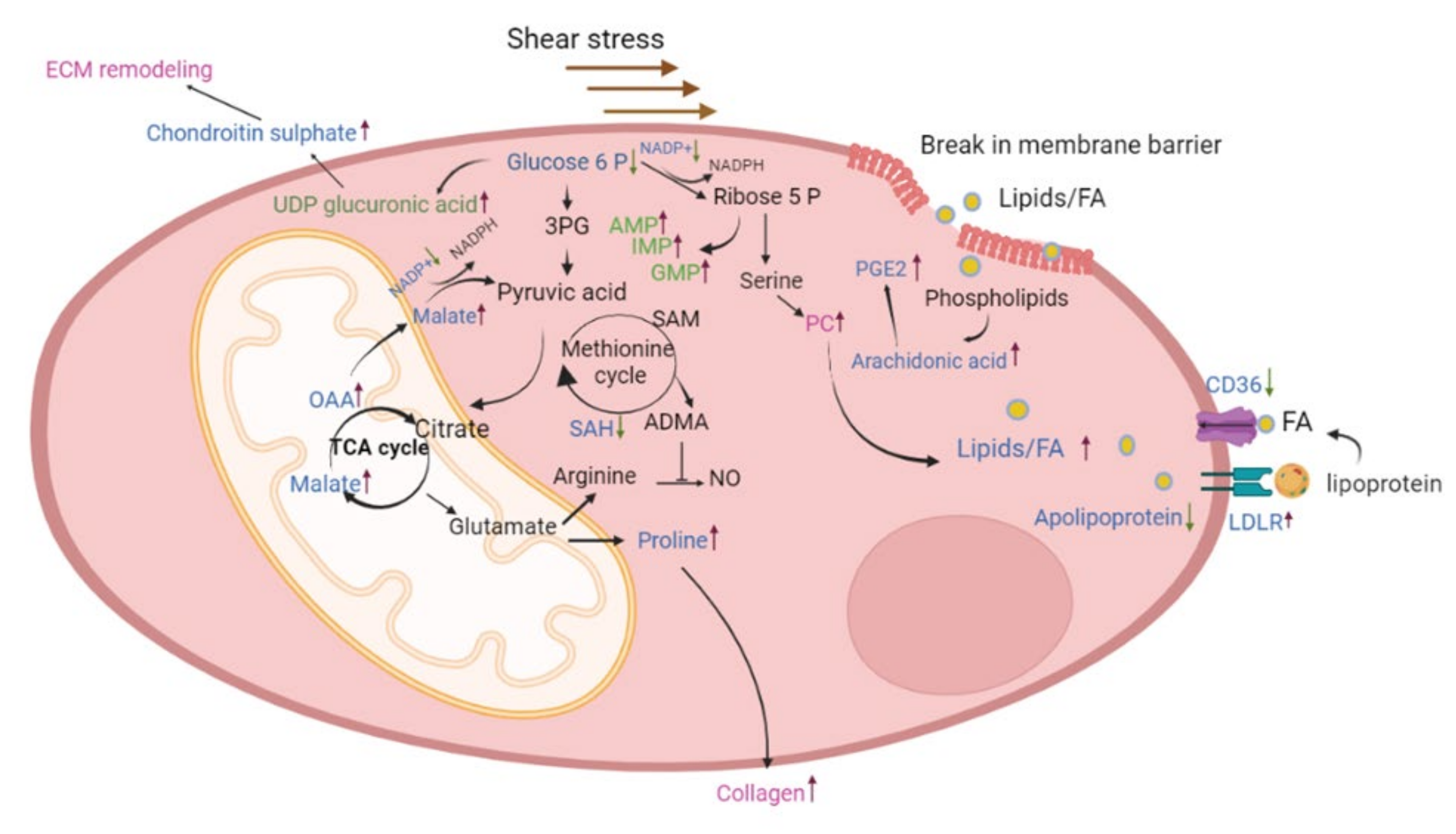 Ijms 24 04870 g008 Ijms 24 04870 g008