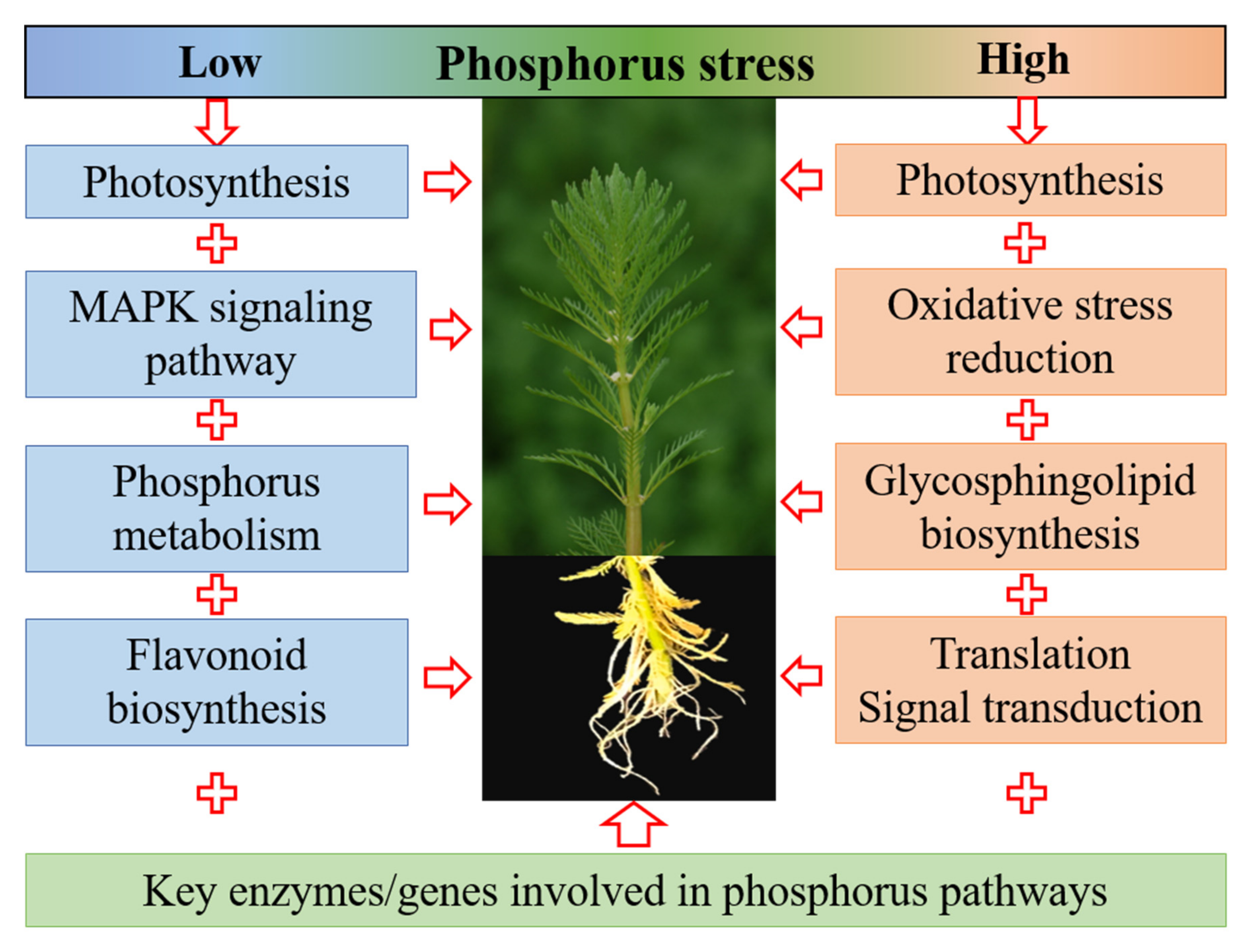 Ijms 24 04874 g007 Ijms 24 04874 g007