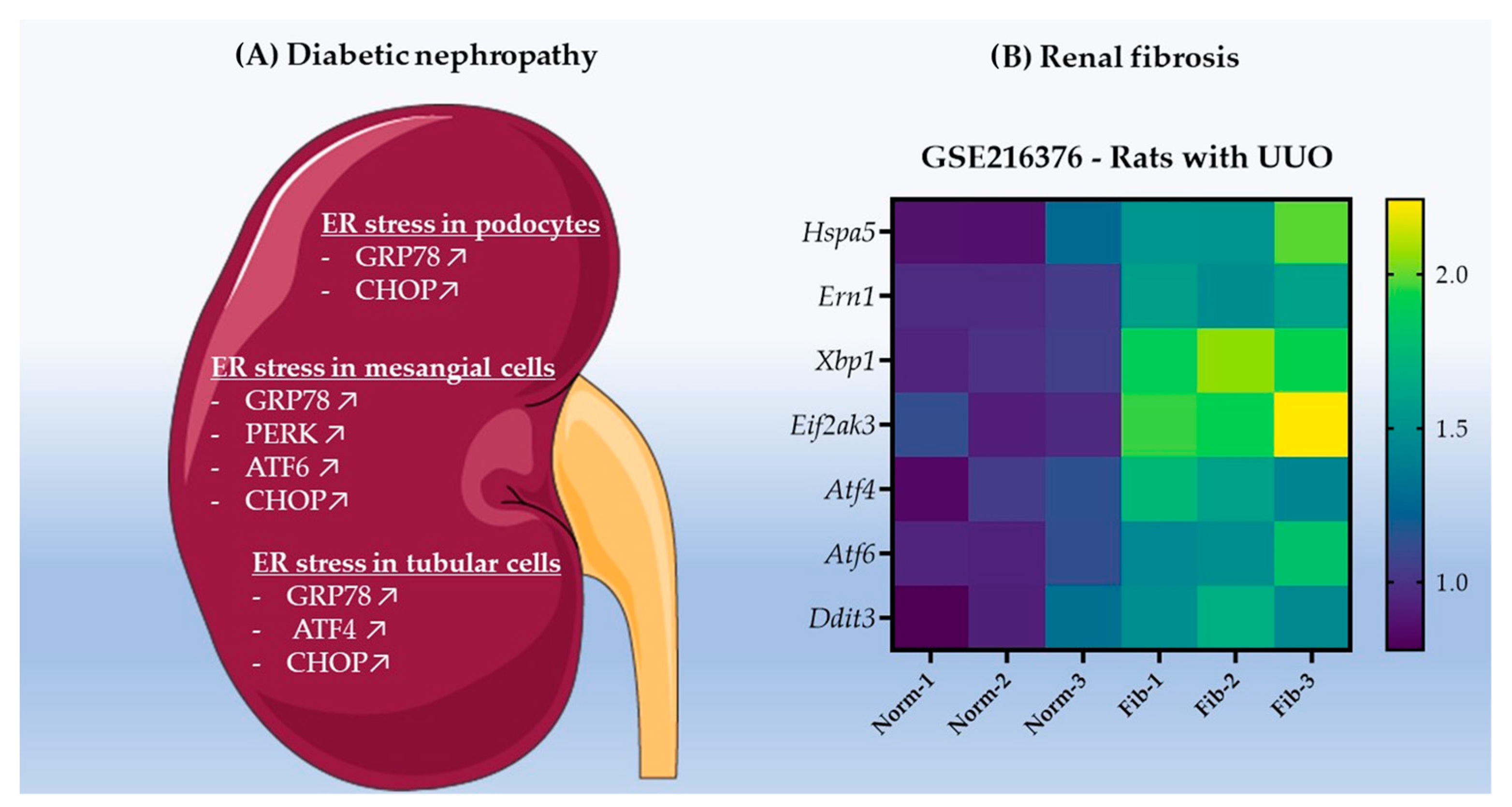 IJMS Free FullText Endoplasmic Reticulum Stress in Renal Cell IJMS Free FullText Endoplasmic Reticulum Stress in Renal Cell