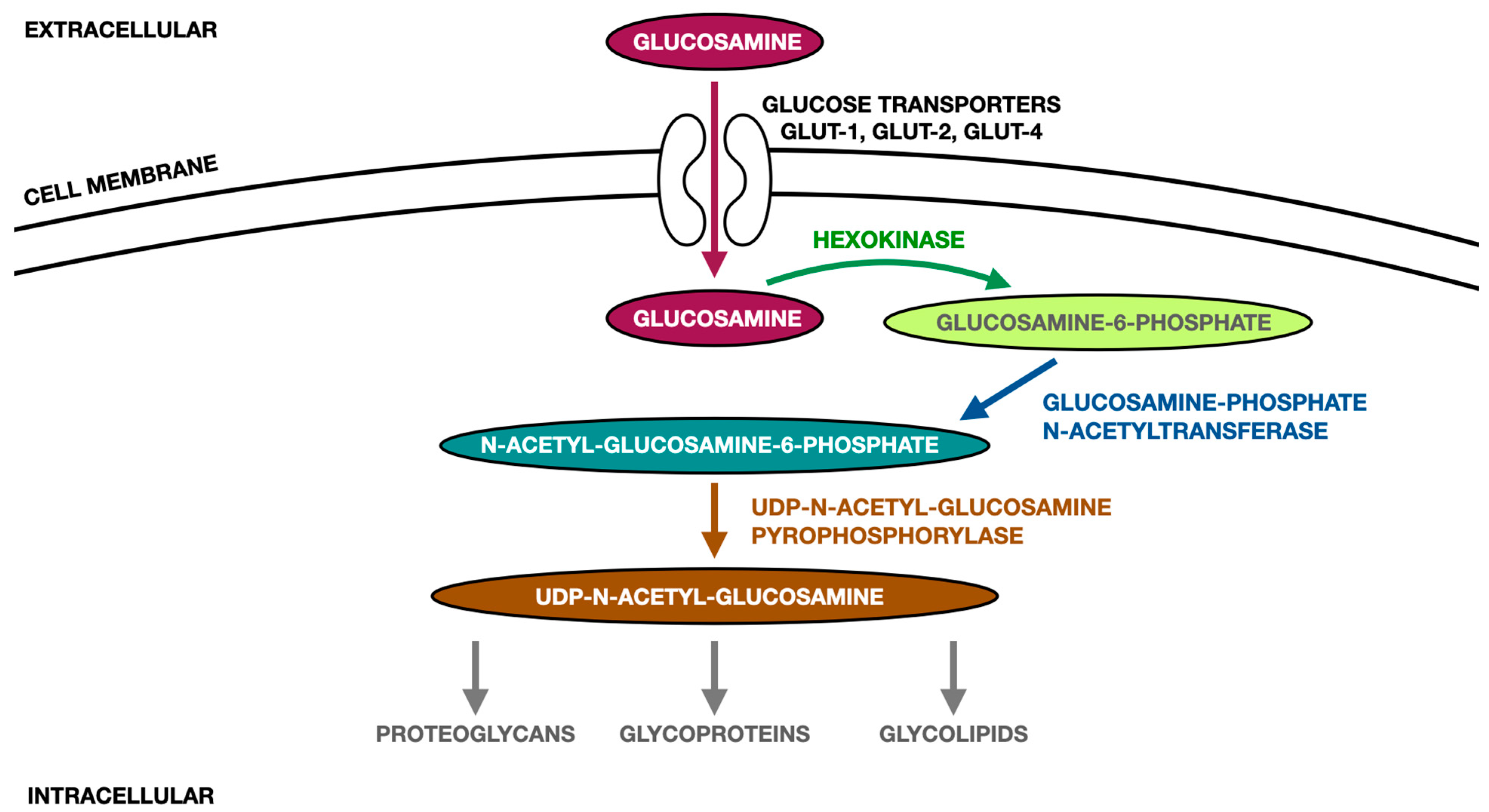 IJMS Free FullText Oral Glucosamine in the Treatment of