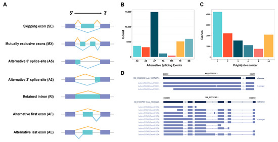 De Novo Transcriptome Assembly and Functional Annotation in Five Species of  Bats