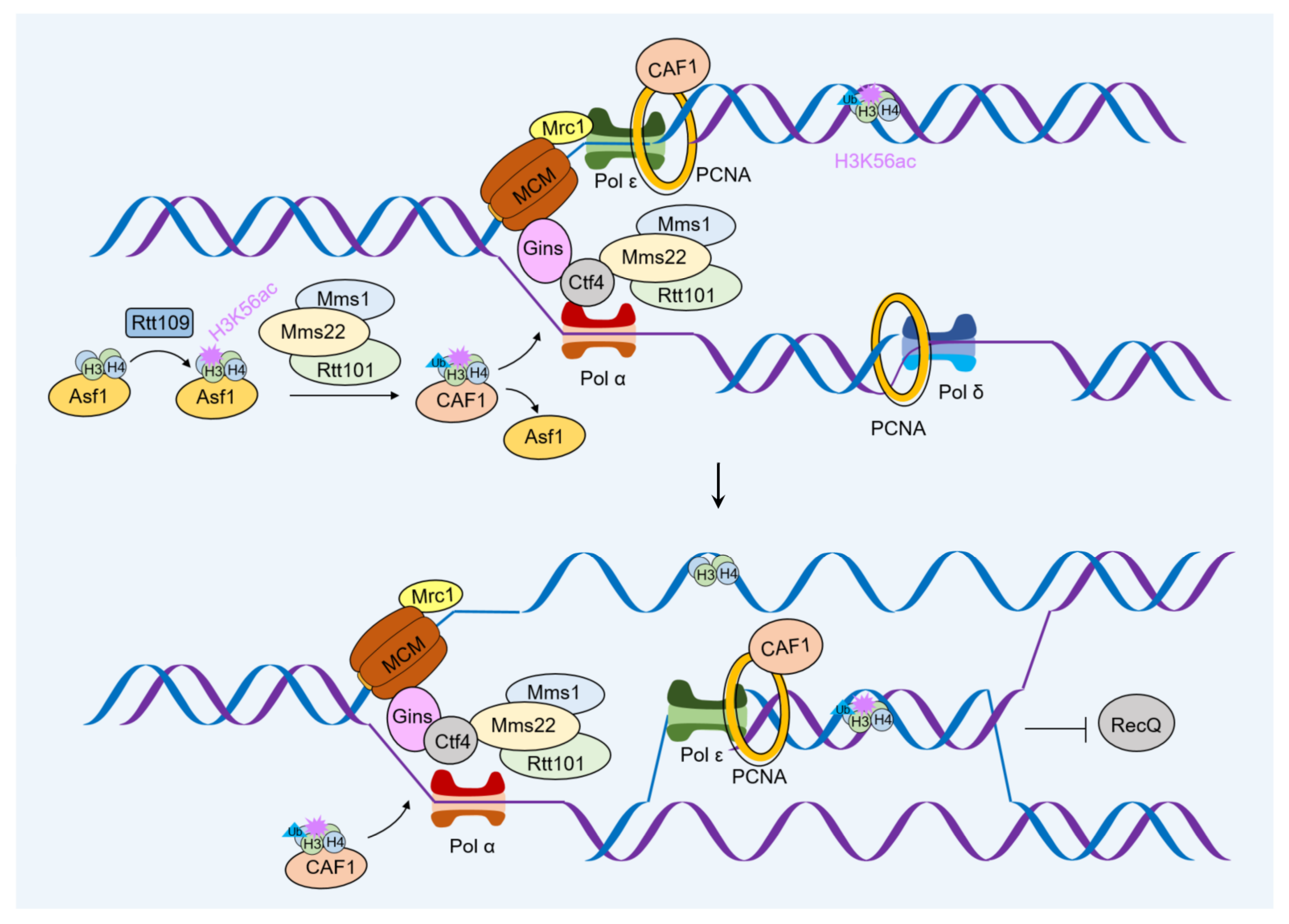 Ijms 24 04939 g006 Ijms 24 04939 g006