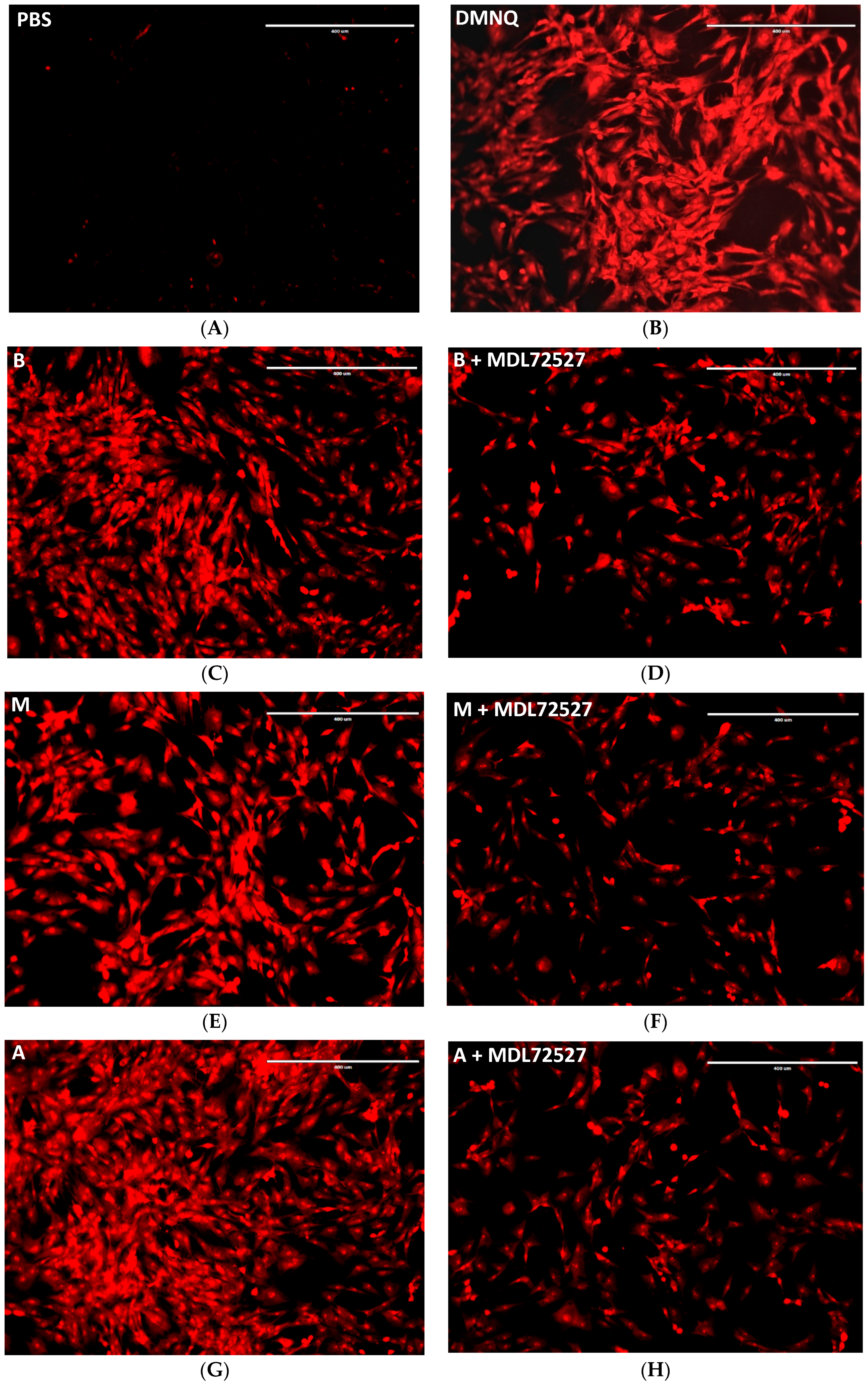 Ijms 24 04946 g006 Ijms 24 04946 g006