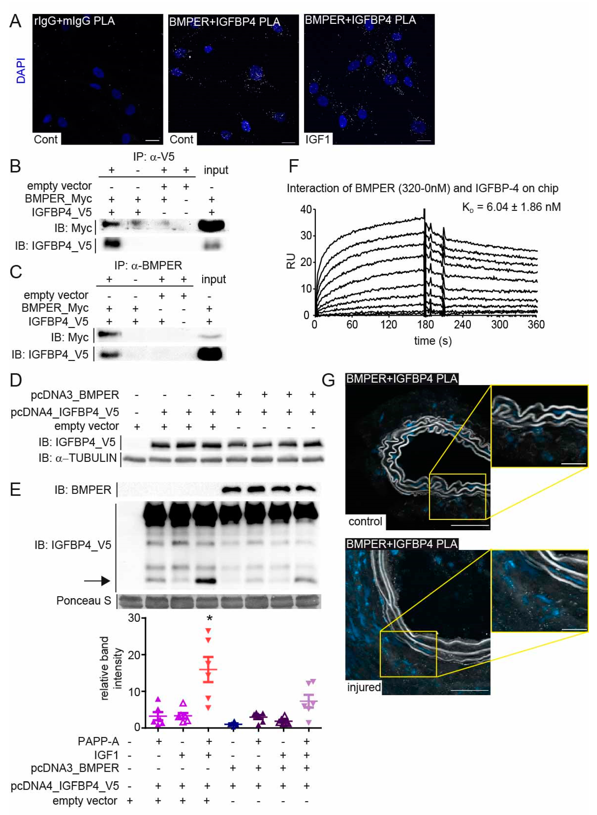 Ijms 24 04950 g006 Ijms 24 04950 g006