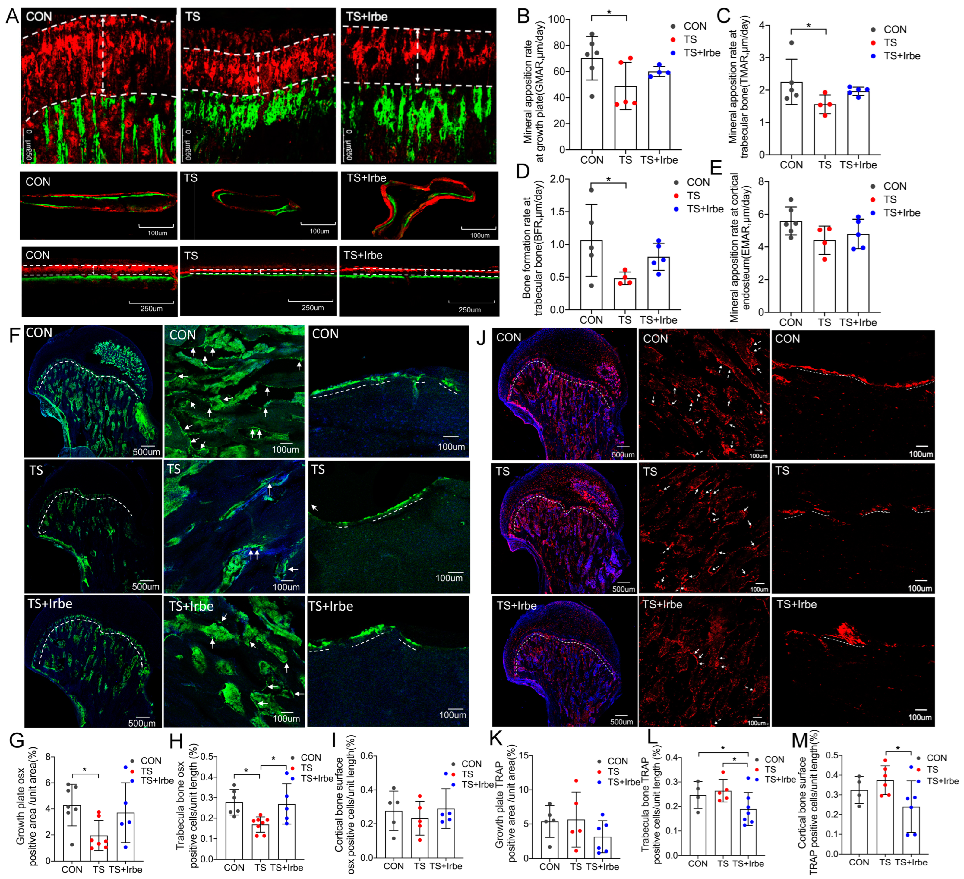Ijms 24 04953 g005 Ijms 24 04953 g005