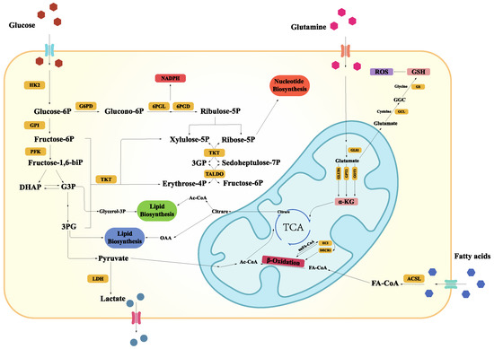 Targeting Mitochondrial Metabolic Reprogramming as a Potential