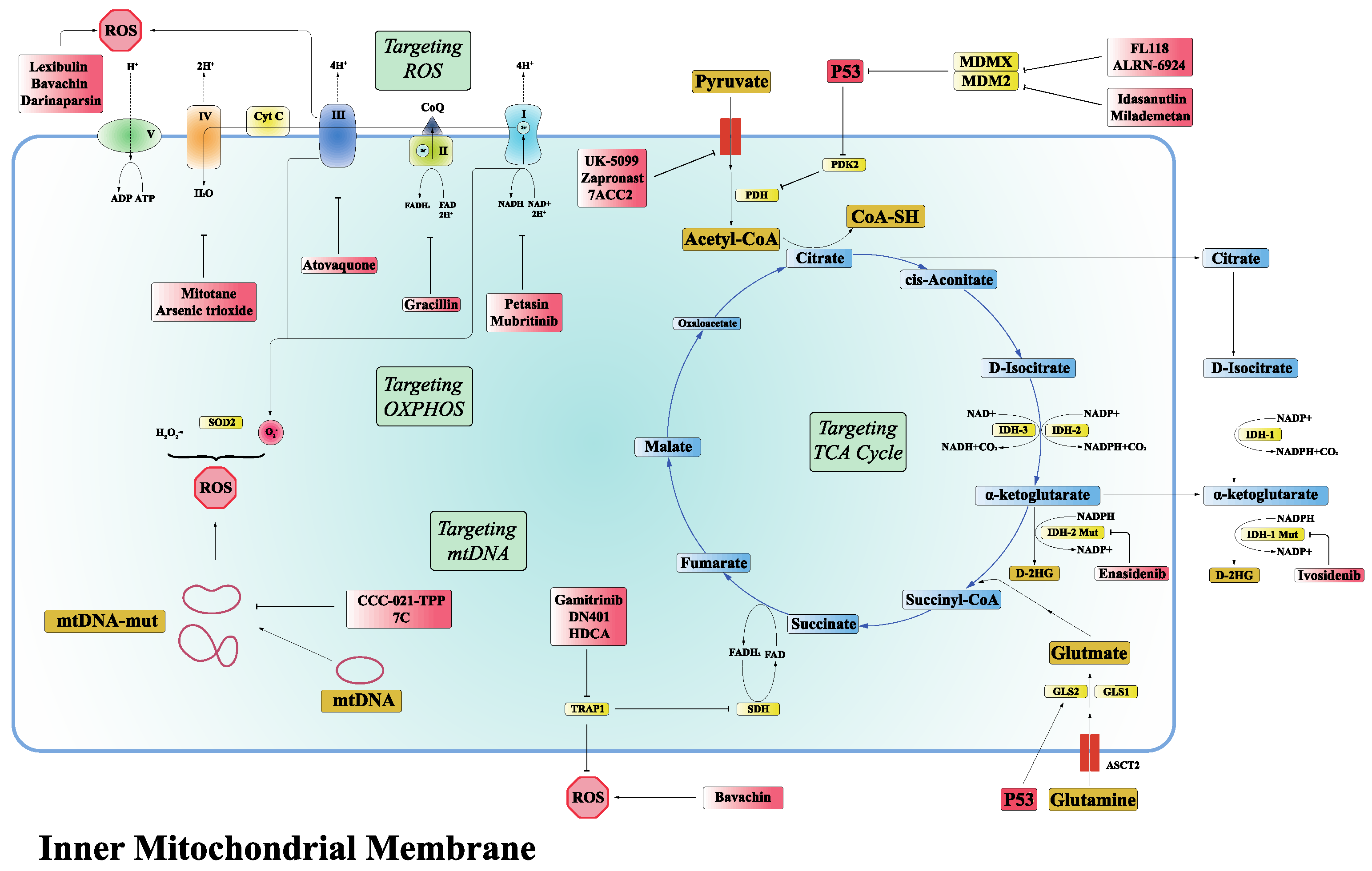 【感謝価格】 Targeting Mitochondrial a as Reprogramming Metabolic ブラインド