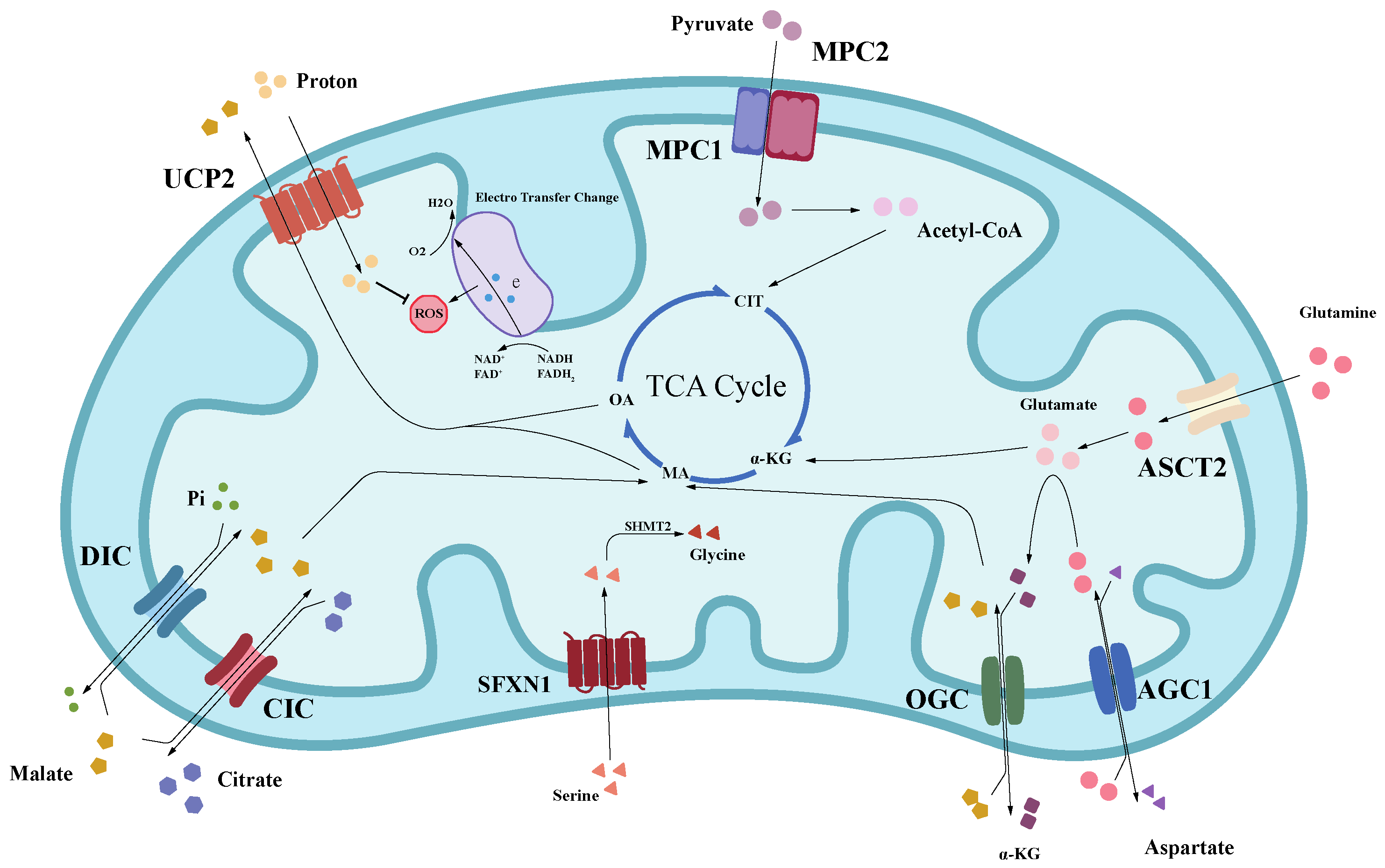 Targeting Mitochondrial Metabolic Reprogramming as a