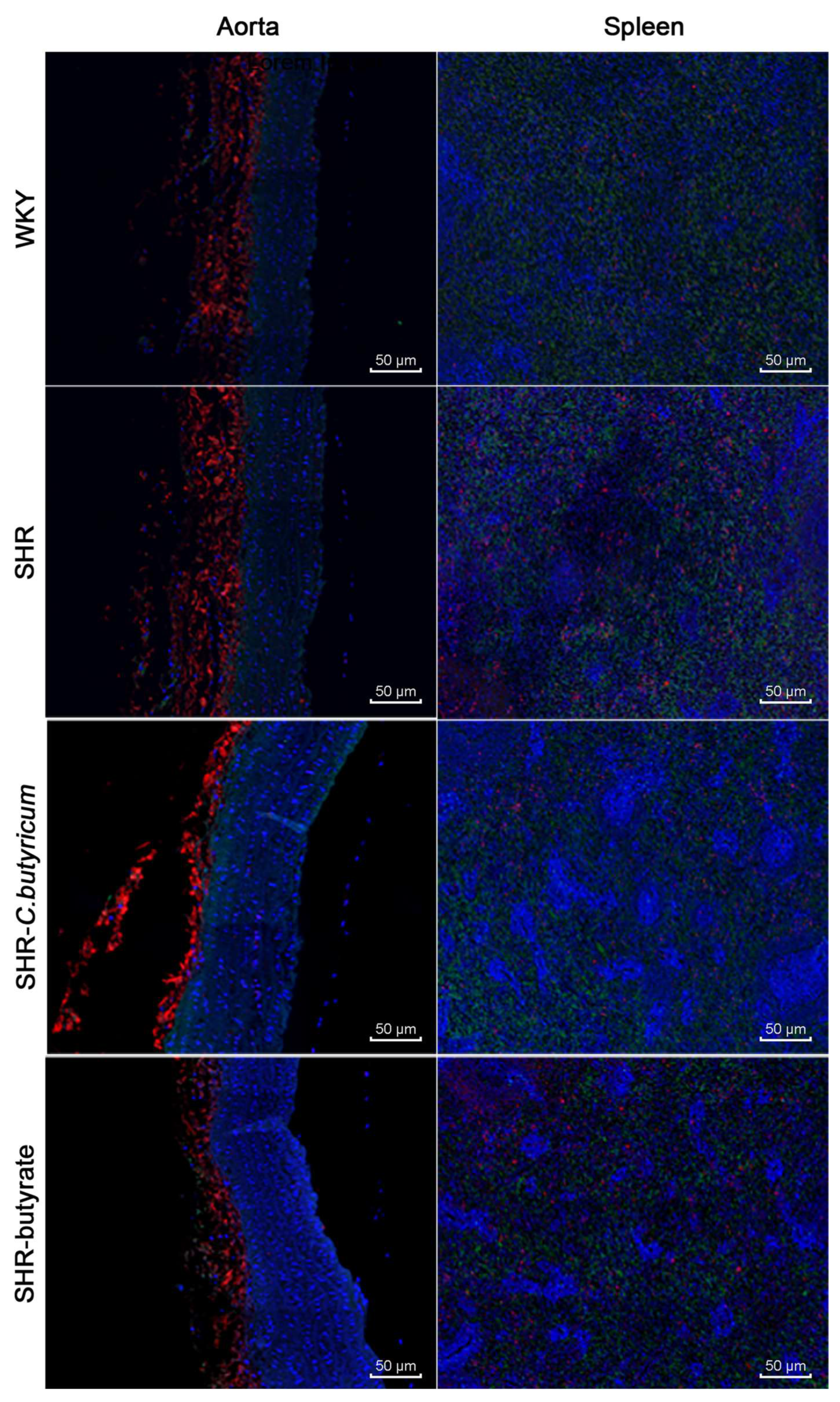 Ijms 24 04955 g008 Ijms 24 04955 g008