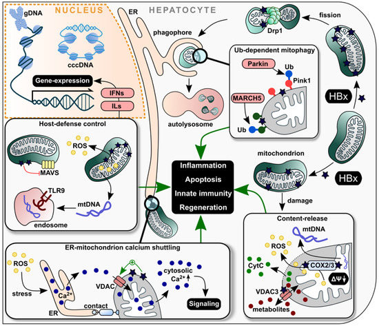 Relevance of HBx for Hepatitis B Virus-Associated Pathogenesis Relevance of HBx for Hepatitis B Virus-Associated Pathogenesis