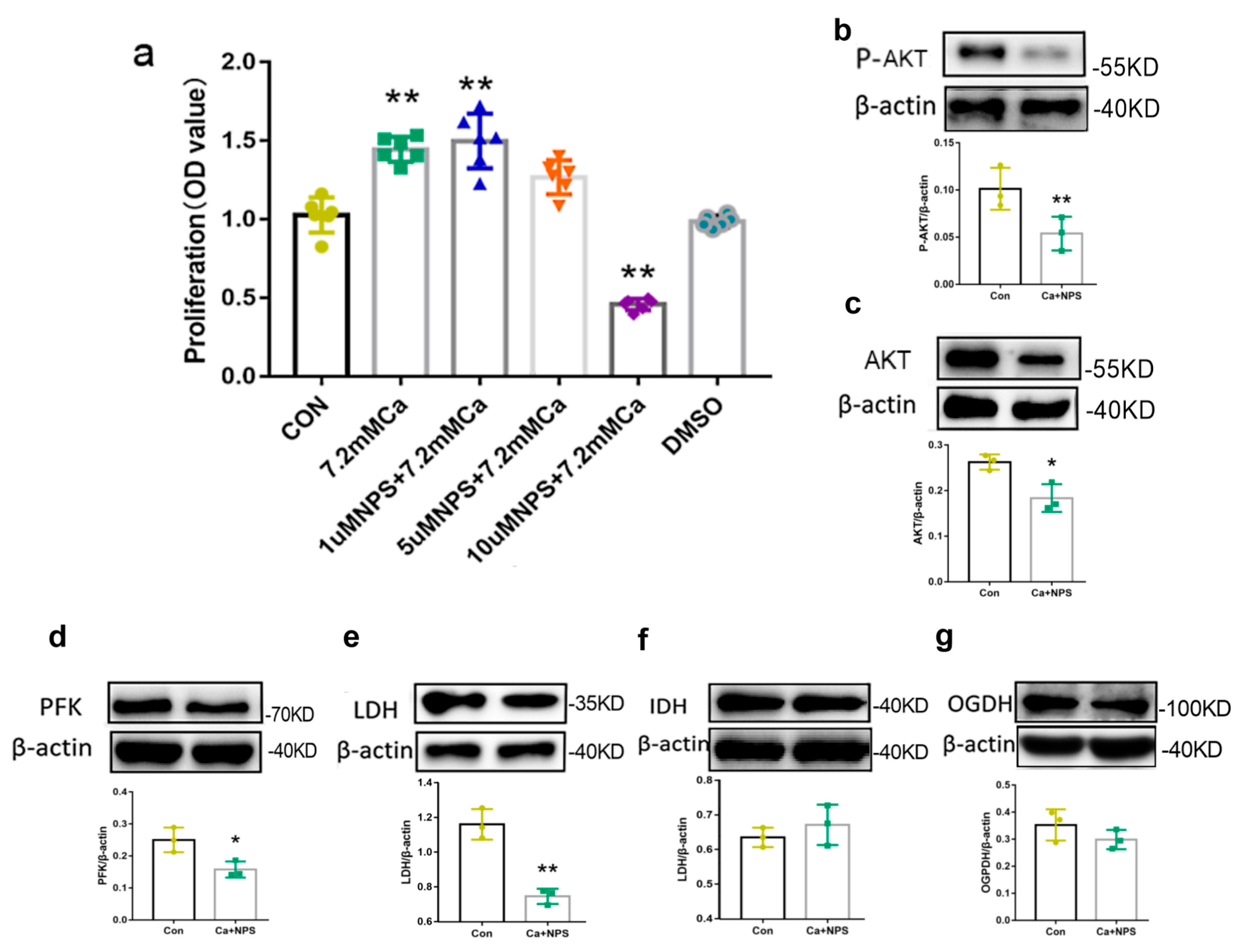 Ijms 24 04991 g007 Ijms 24 04991 g007