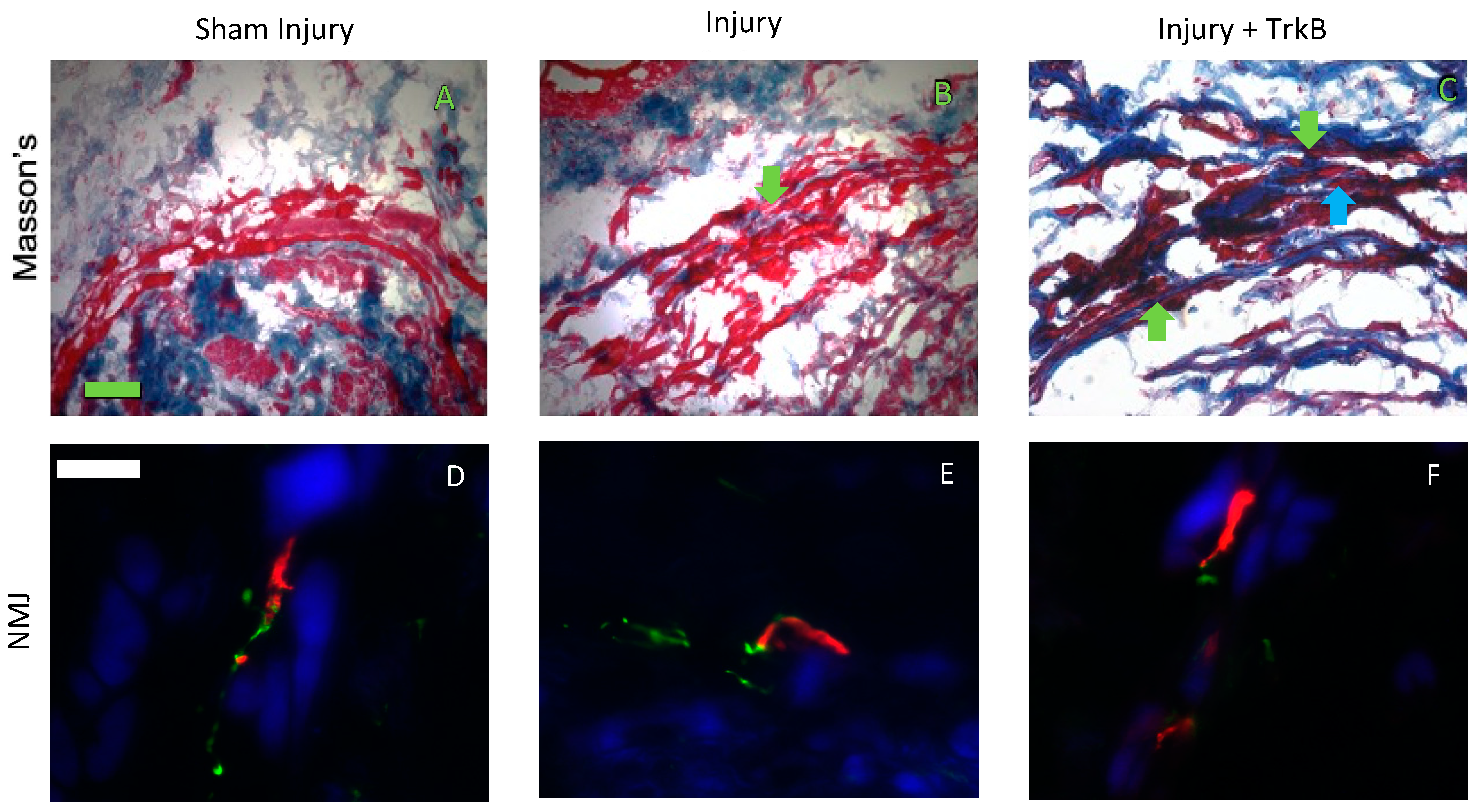 Ijms 24 04998 g005 Ijms 24 04998 g005