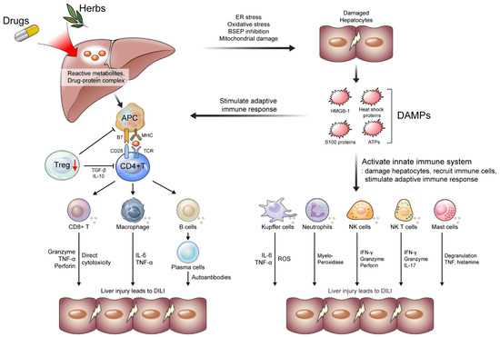 An Immunological Perspective on the Mechanism of Drug