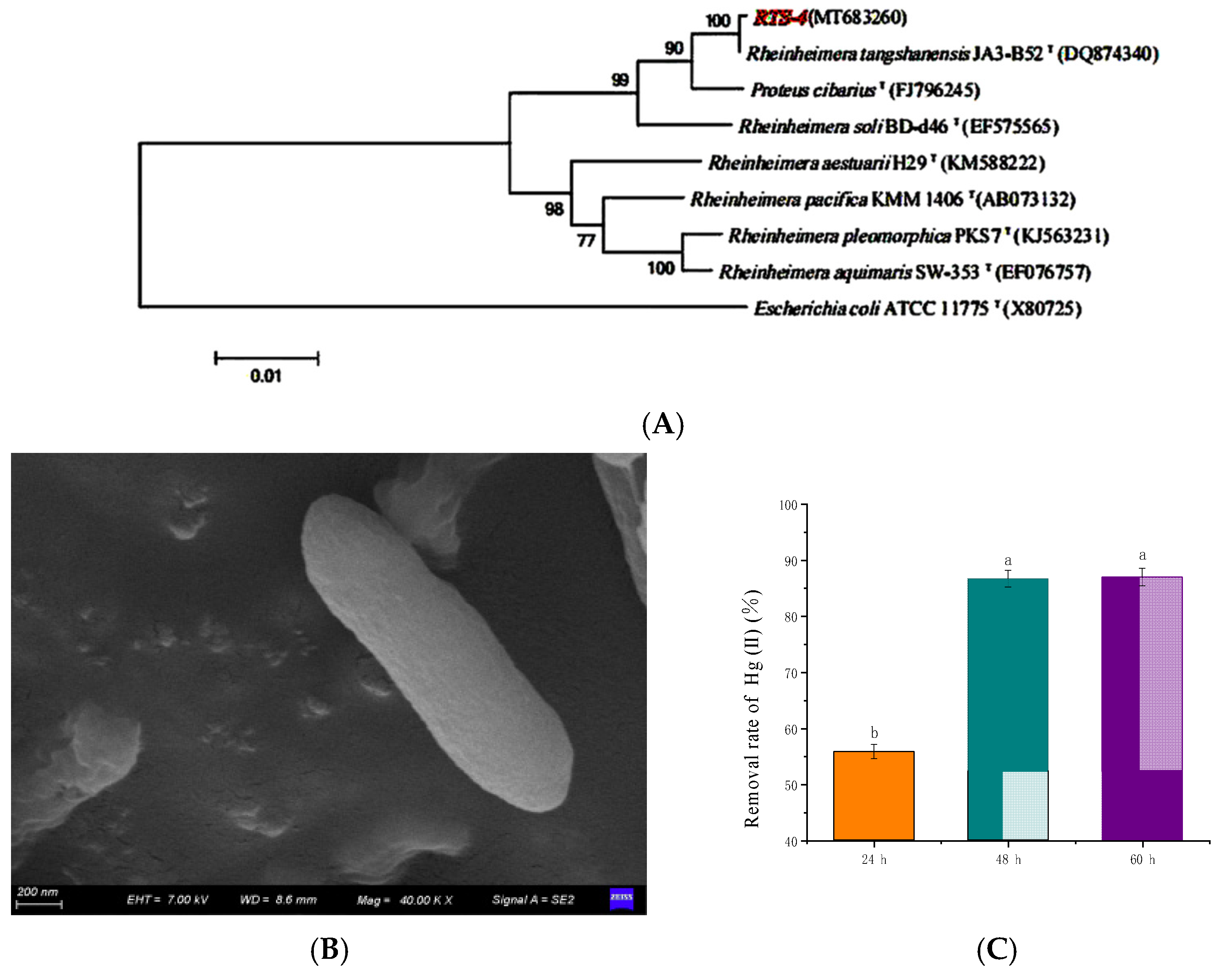 Ijms 24 05009 g001 Ijms 24 05009 g001
