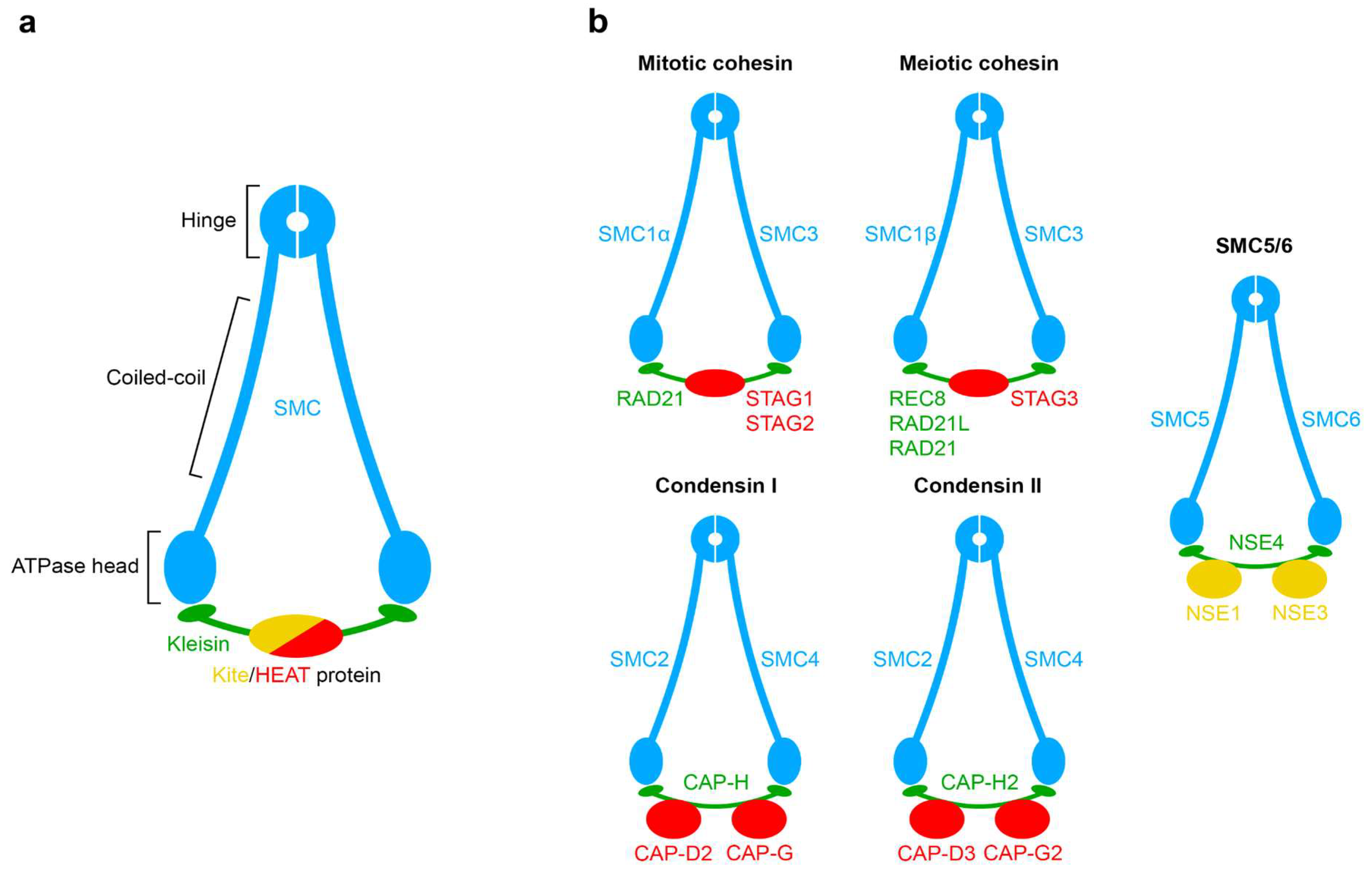 Ijms 24 05017 g001 Ijms 24 05017 g001