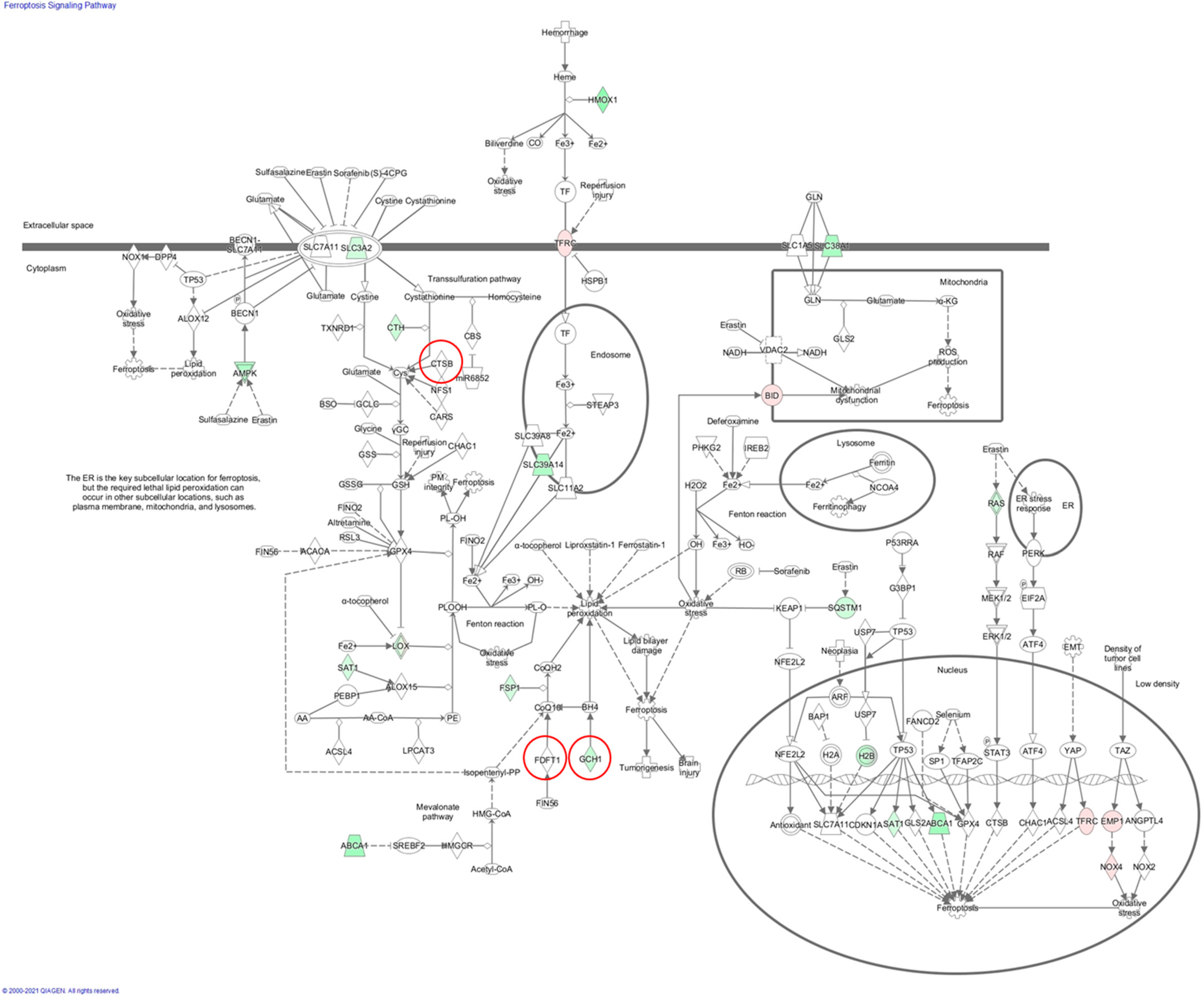 gene✱ai様 Addgene: pSADdeltaG-BFP
