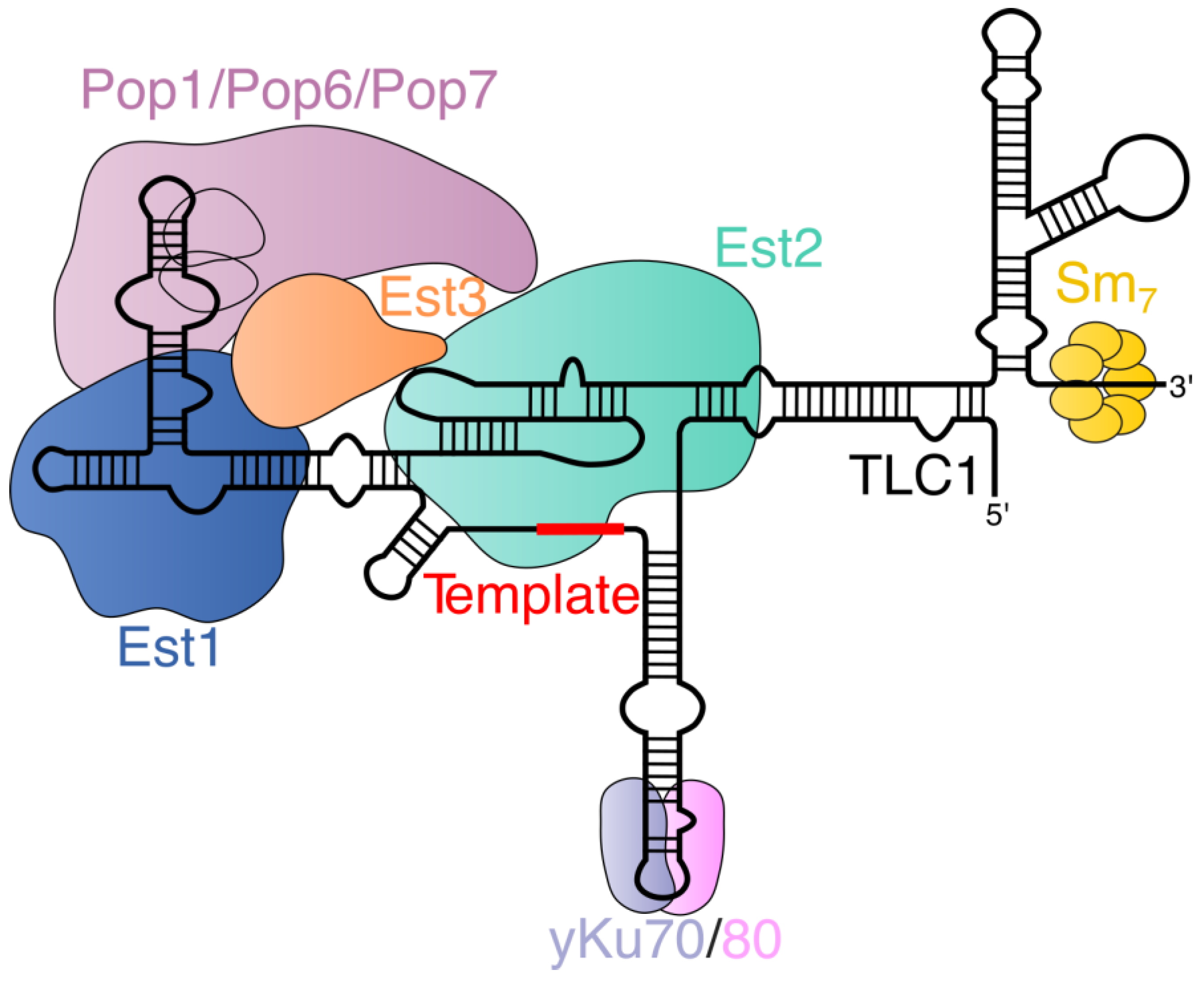IJMS | Free Full-Text | Post-Transcriptional and Post-Translational  Modifications in Telomerase Biogenesis and Recruitment to Telomeres