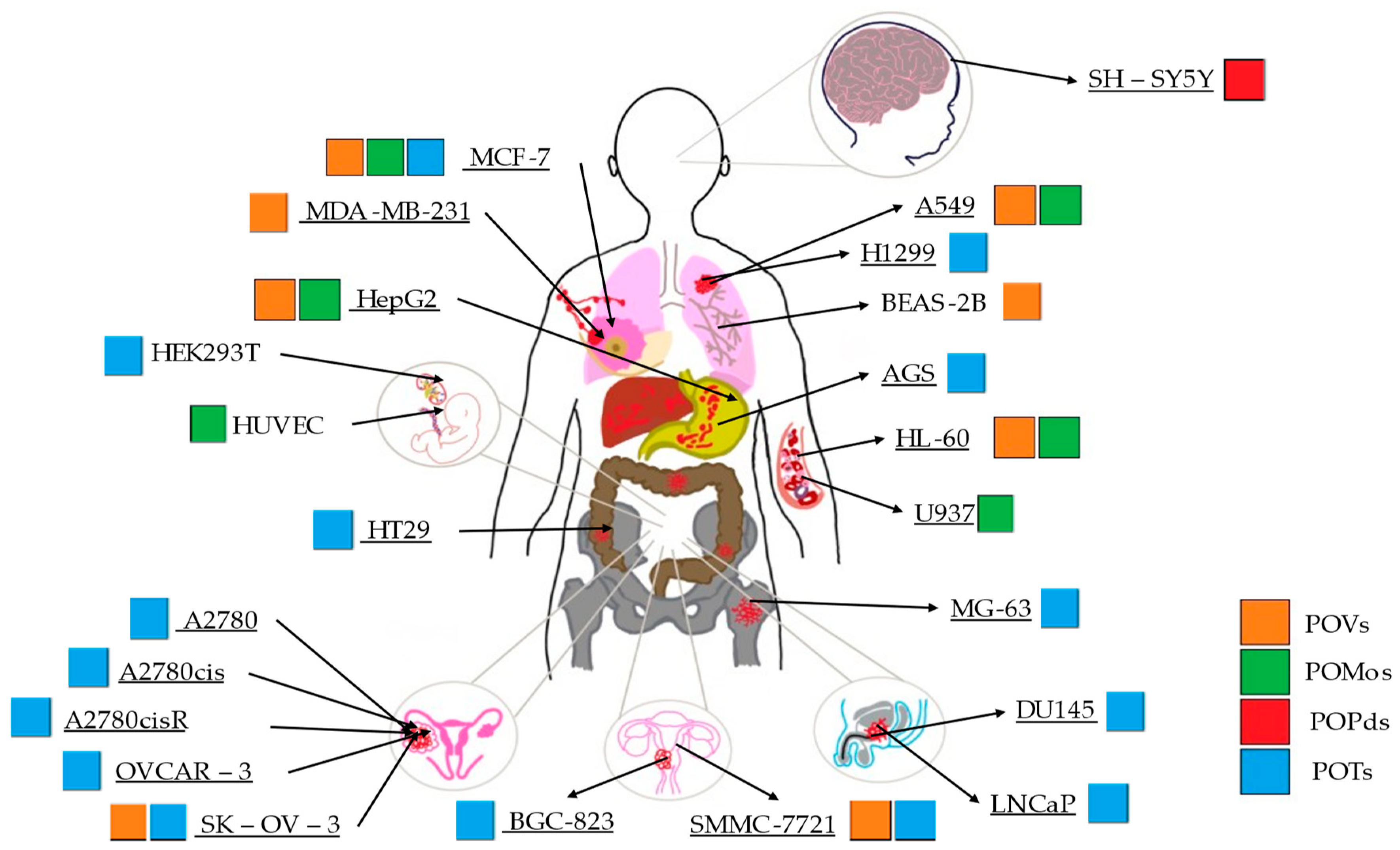 Ijms 24 05043 g004 Ijms 24 05043 g004