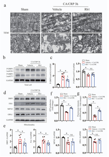 Ginsenoside Rb1 Improves Post-Cardiac Arrest Myocardial Stunning and ...