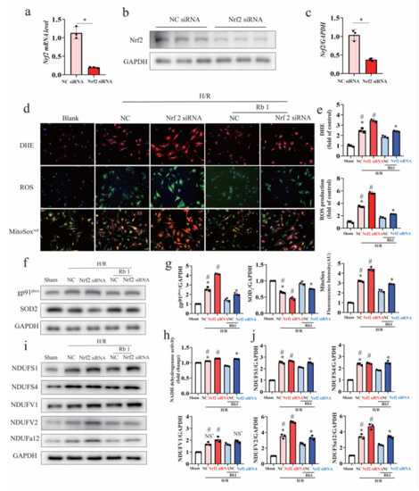 Ginsenoside Rb1 Improves Post-Cardiac Arrest Myocardial Stunning and ...