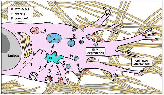 Cytoplasmic Tail of MT1-MMP: A Hub of MT1-MMP Regulation and Function