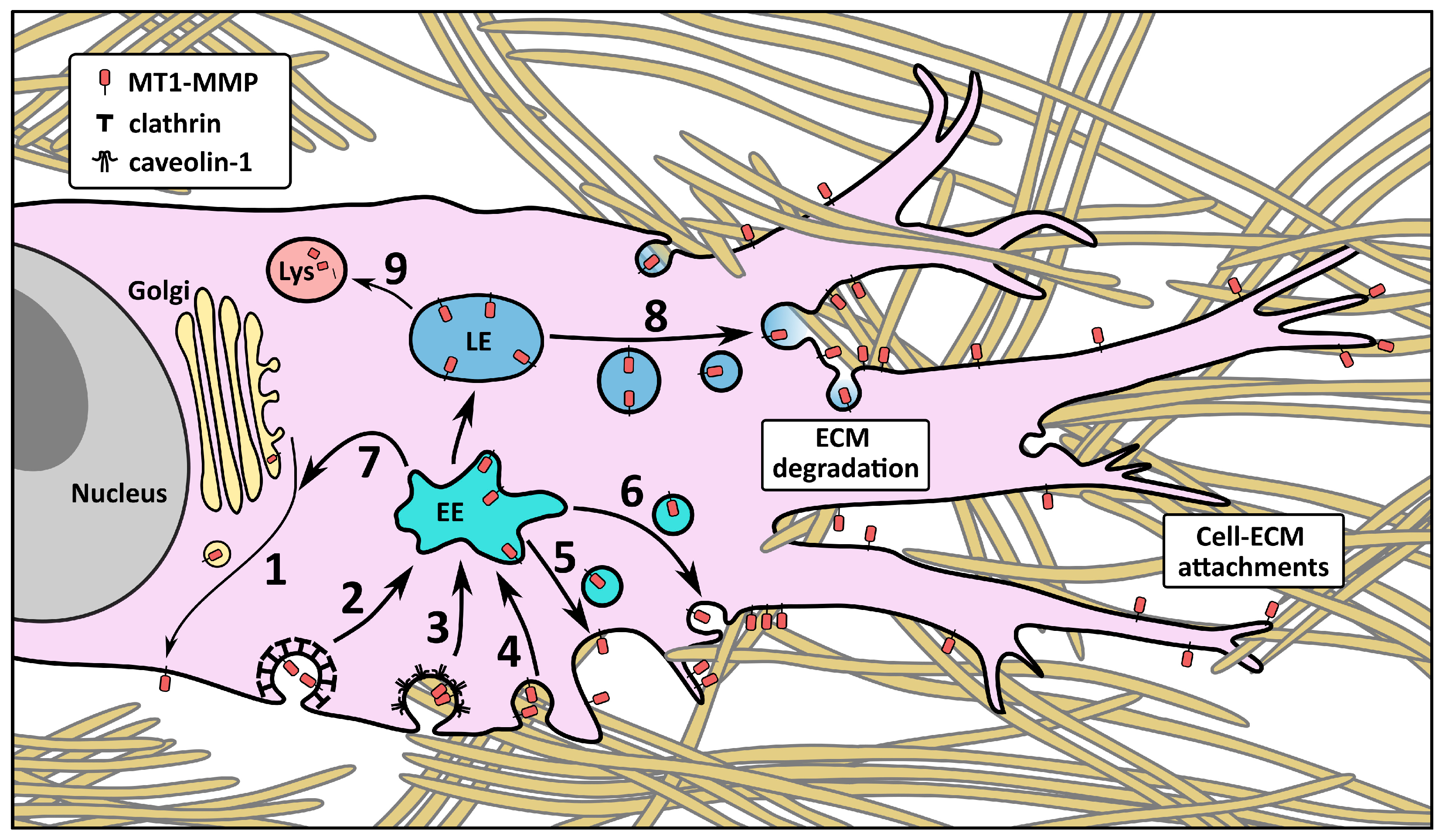 Ijms 24 05068 g002 Ijms 24 05068 g002