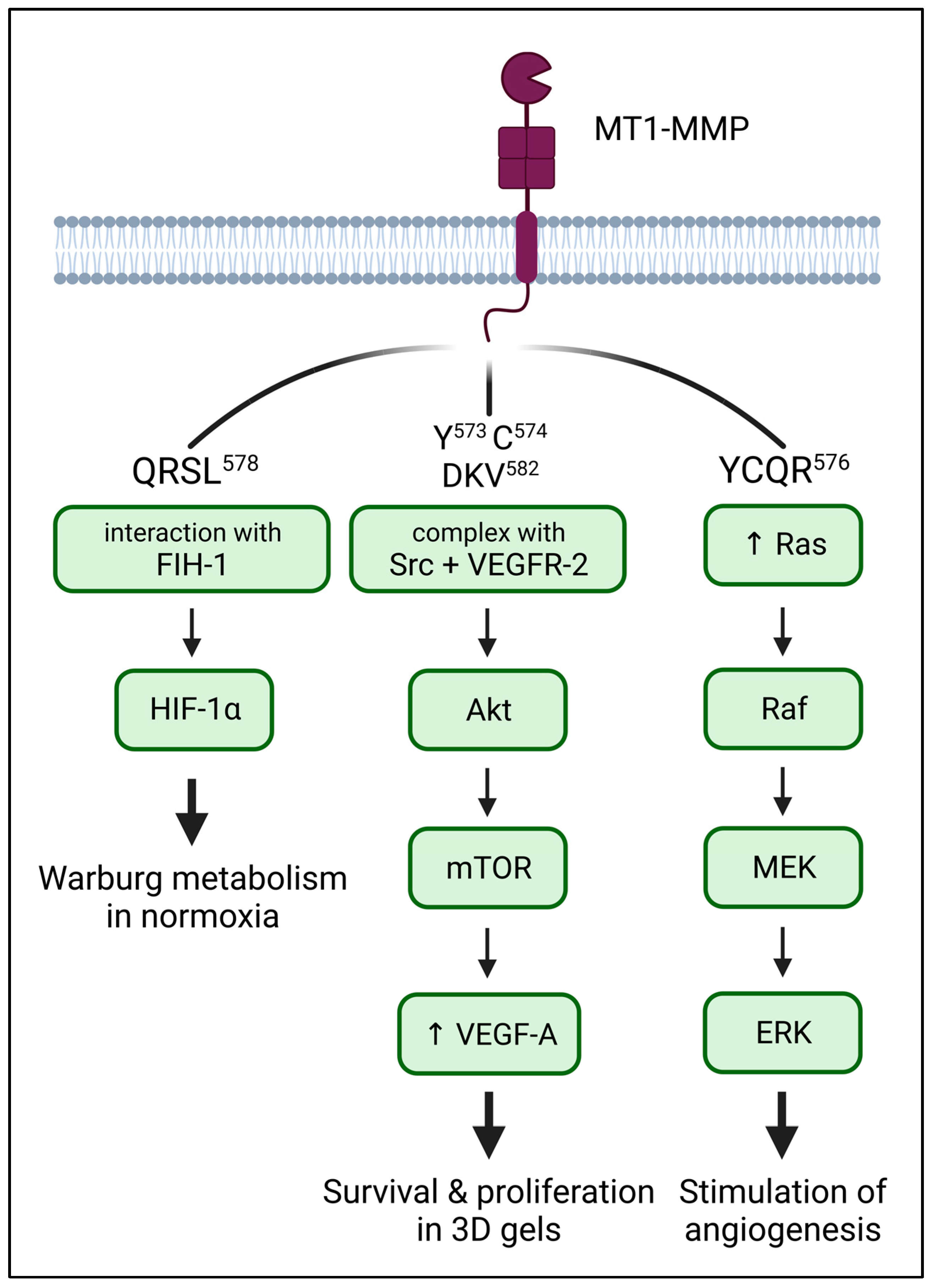 Ijms 24 05068 g003 Ijms 24 05068 g003