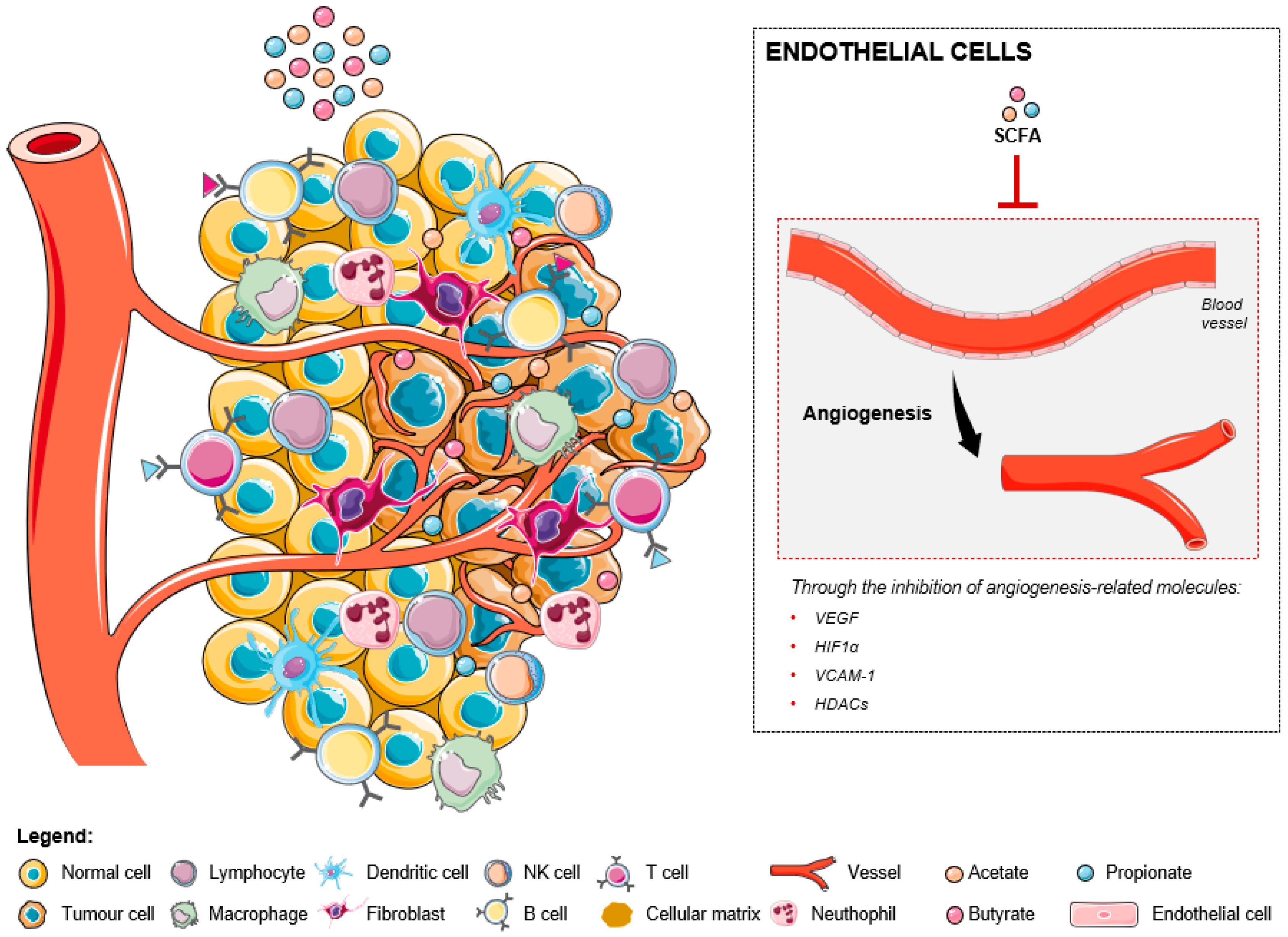 IJMS Free Full Text Modulation Of The Tumor Microenvironment By ijms-free-full-text-modulation-of-the-tumor-microenvironment-by