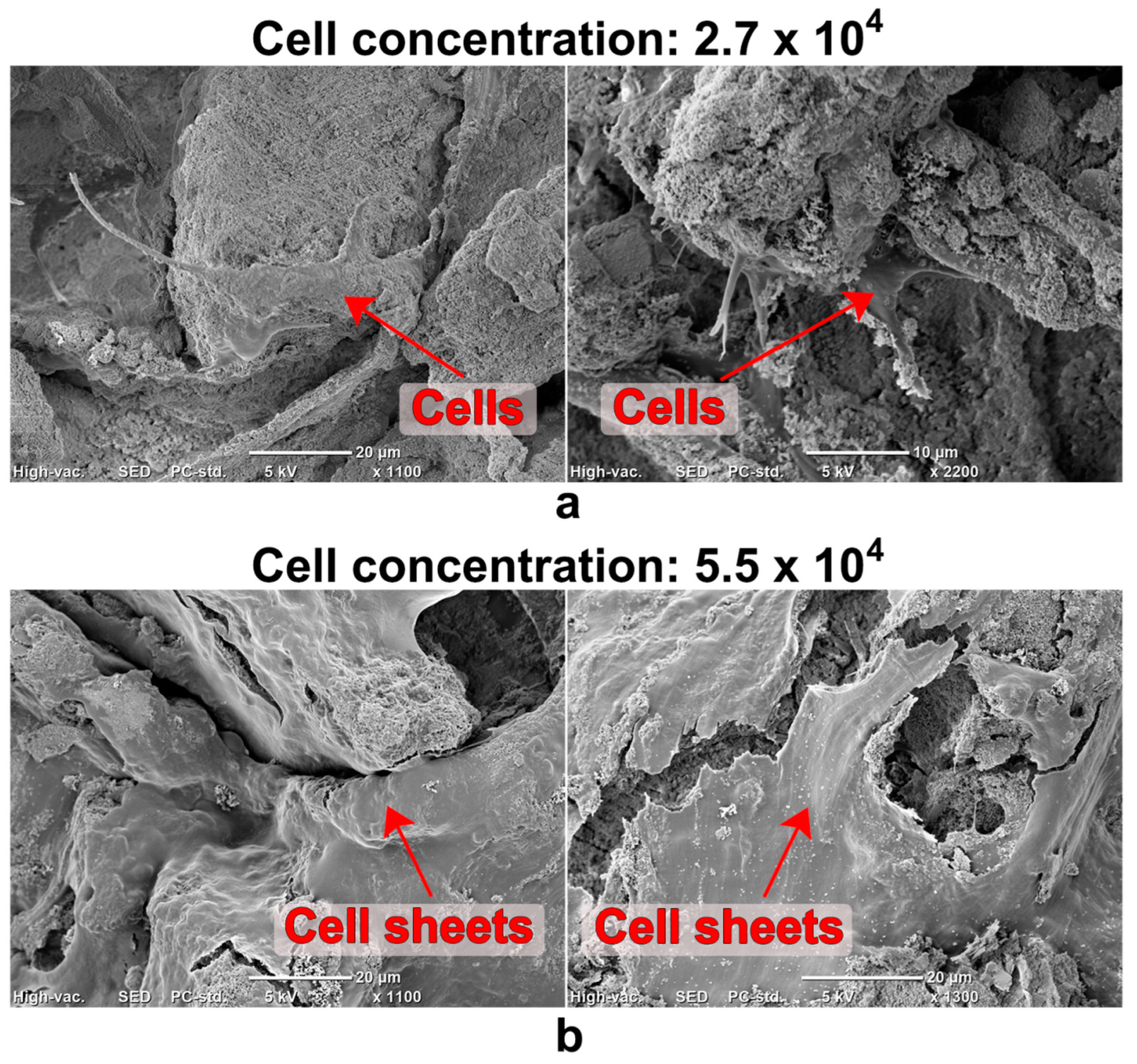 Ijms 24 05083 g006 Ijms 24 05083 g006