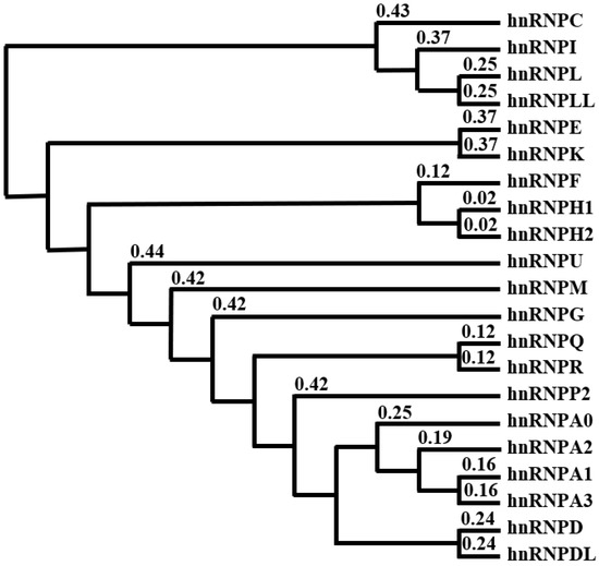 Role of Heterogeneous Nuclear Ribonucleoproteins in the
