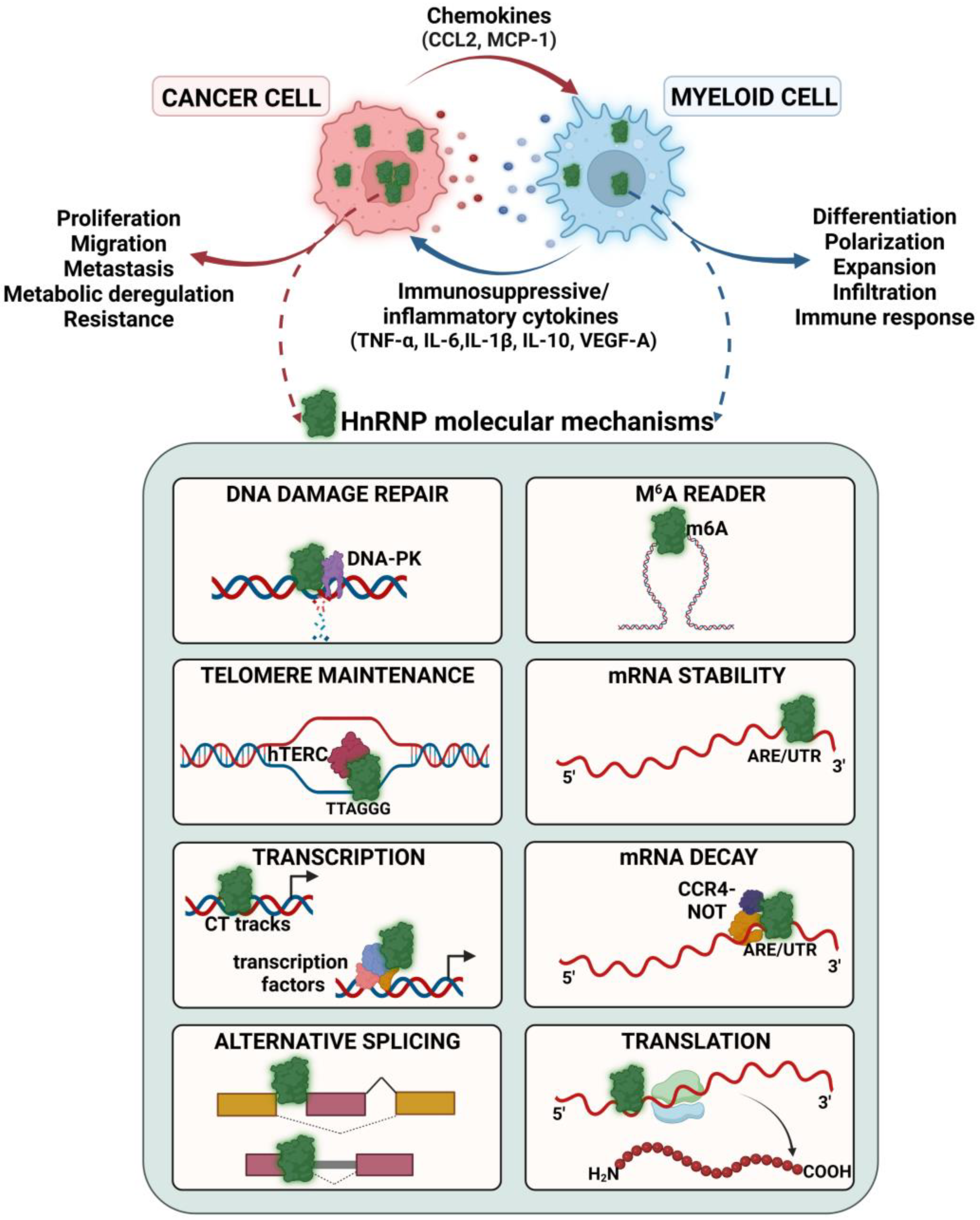 Role of Heterogeneous Nuclear Ribonucleoproteins in the