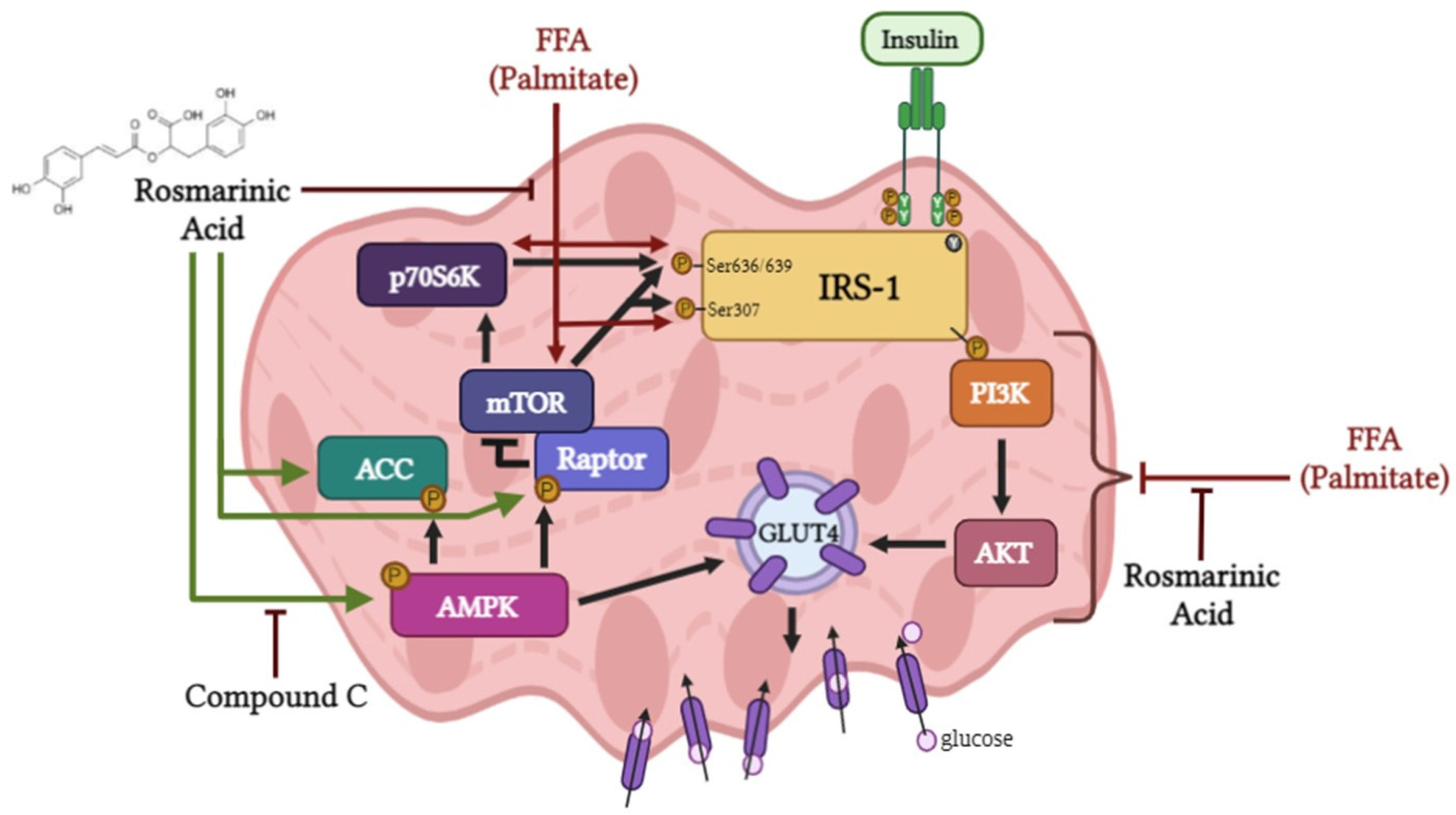 Ijms 24 05094 g008 Ijms 24 05094 g008