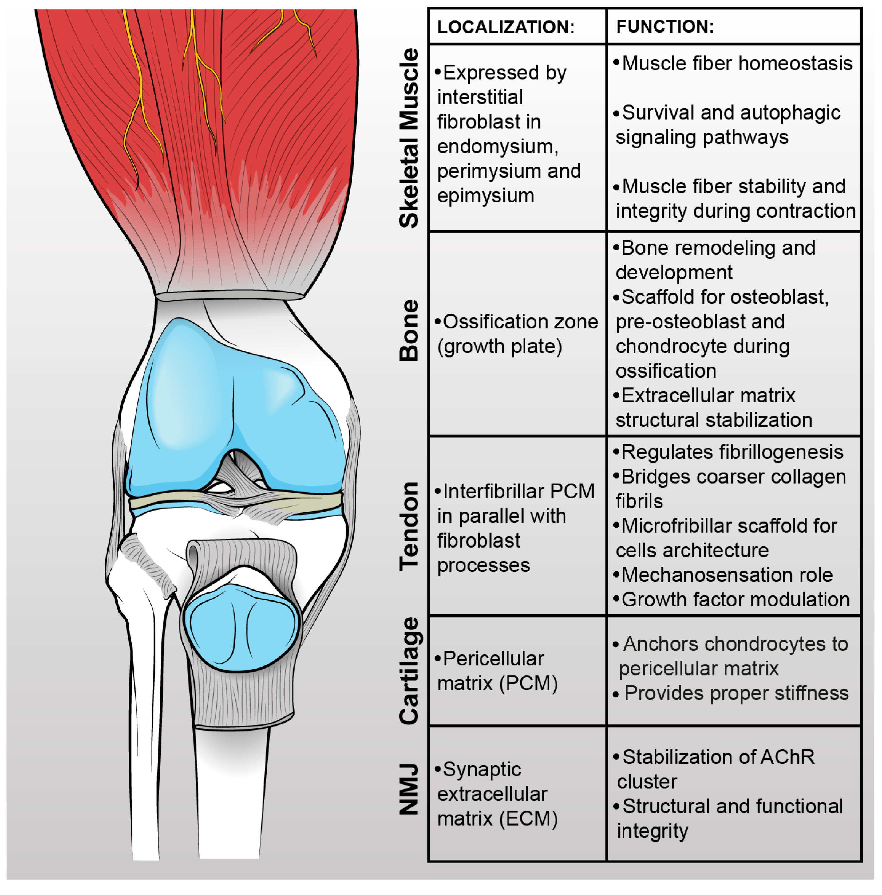 Increased Collagen Turnover Is a Feature of Fibromuscular