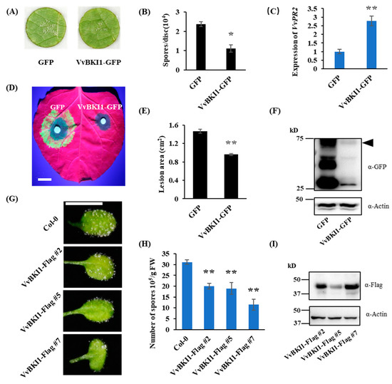 yy Evaluation of behavioural and neurochemical effects of