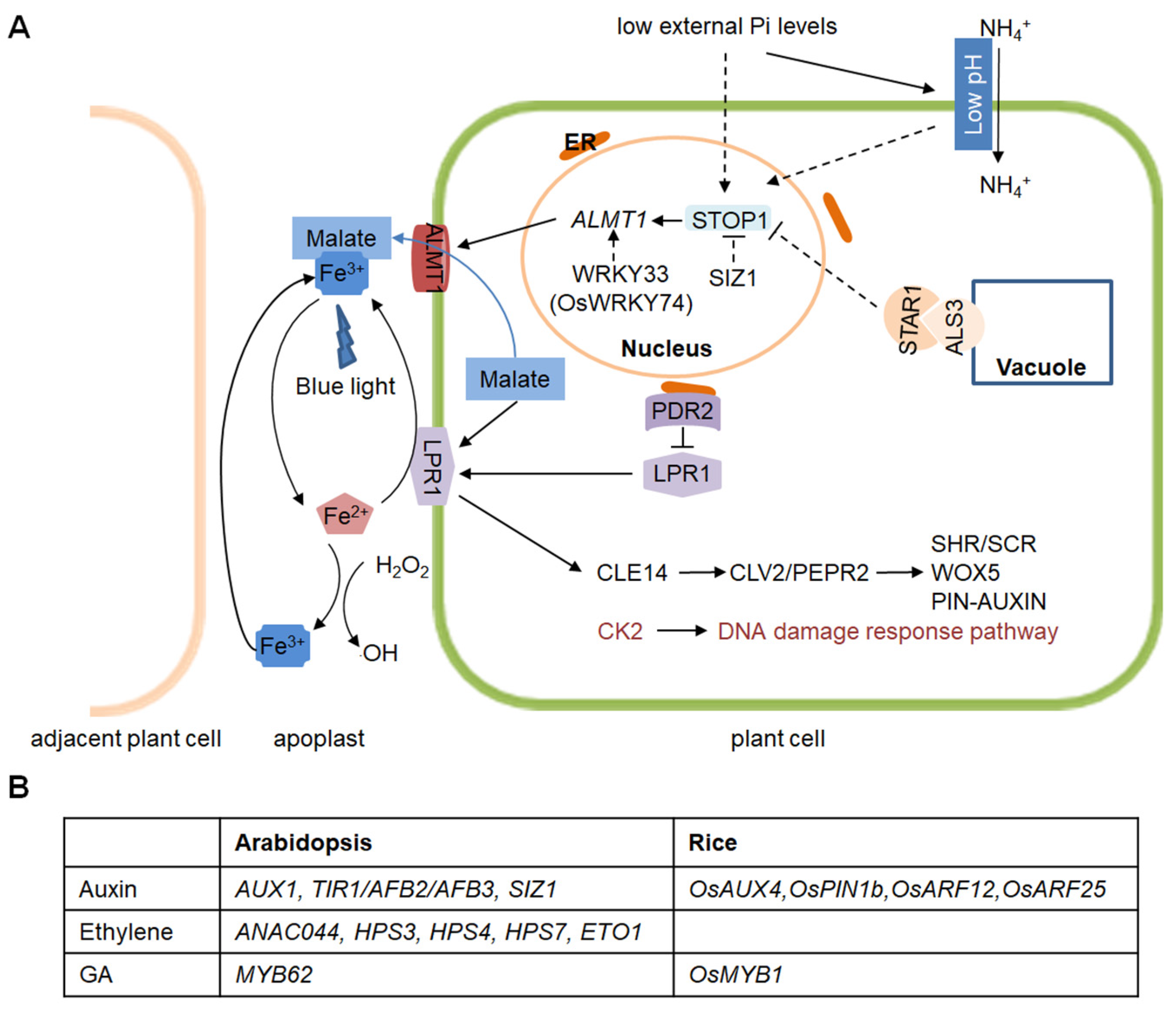 Ijms 24 05107 g001 Ijms 24 05107 g001