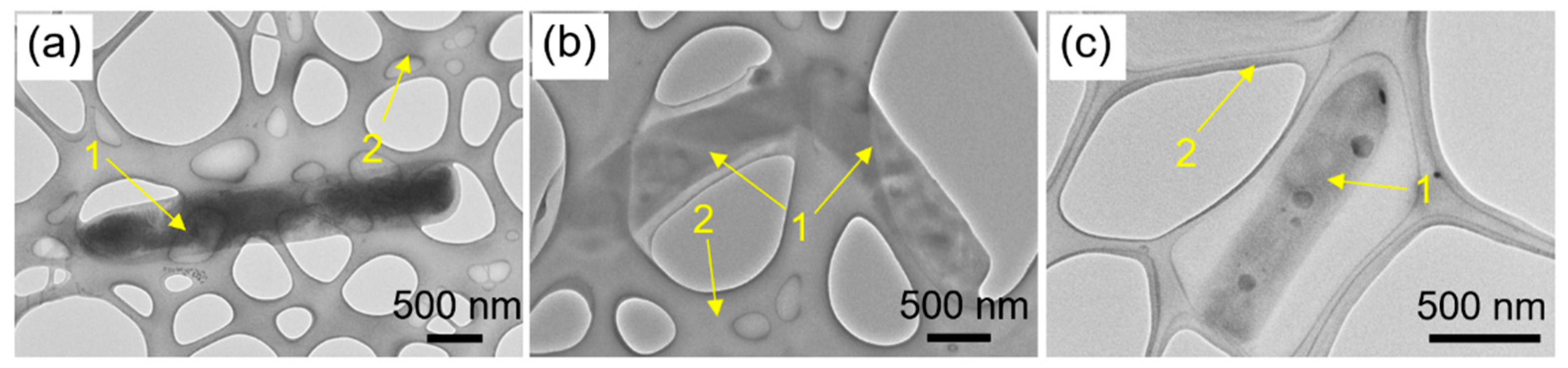 Ijms 24 05119 g002 Ijms 24 05119 g002