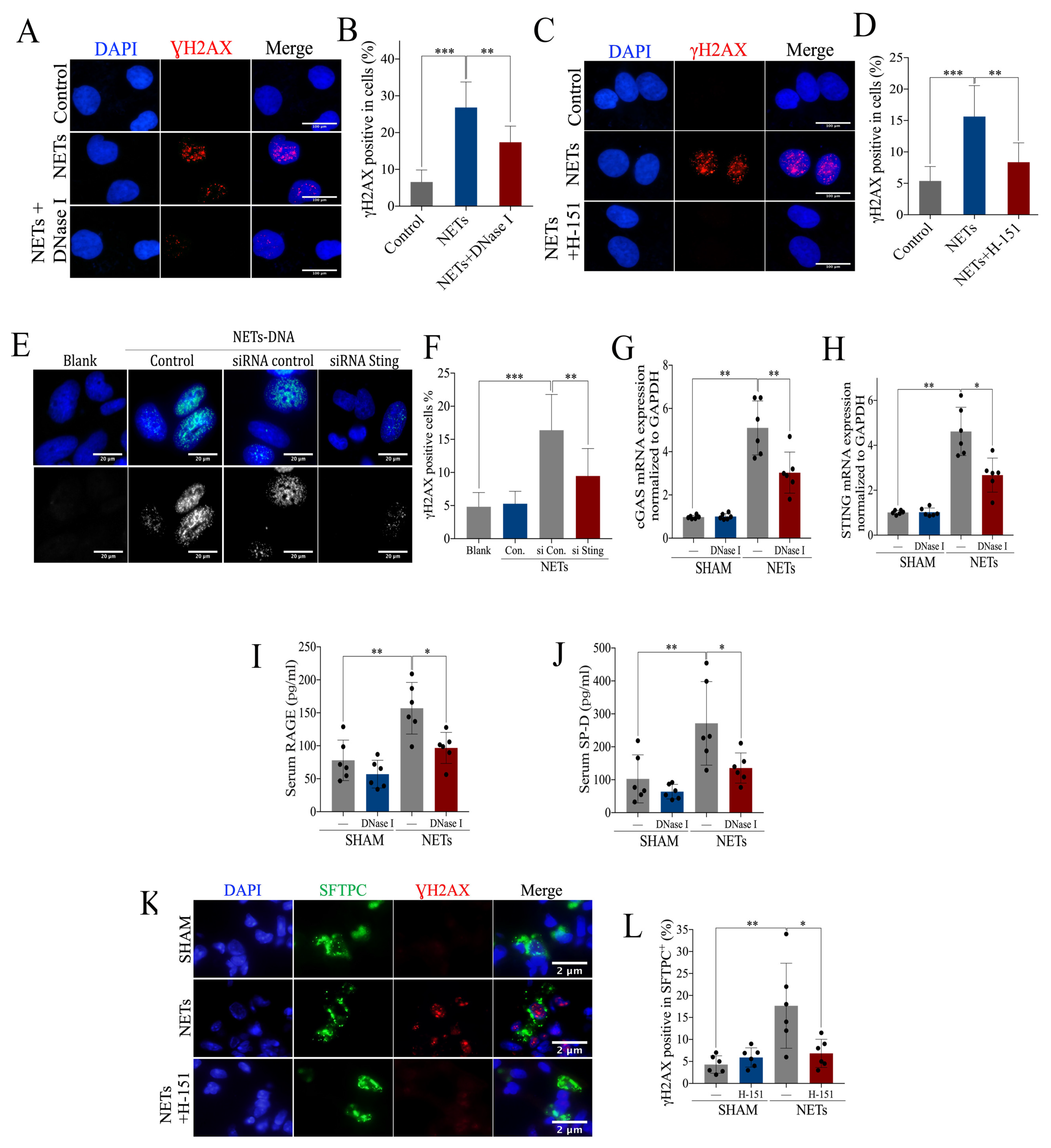 ThetaHealing ADVANCED DNA 日本語版 AAV8 gene therapy reverses cardiac pathology and prevents