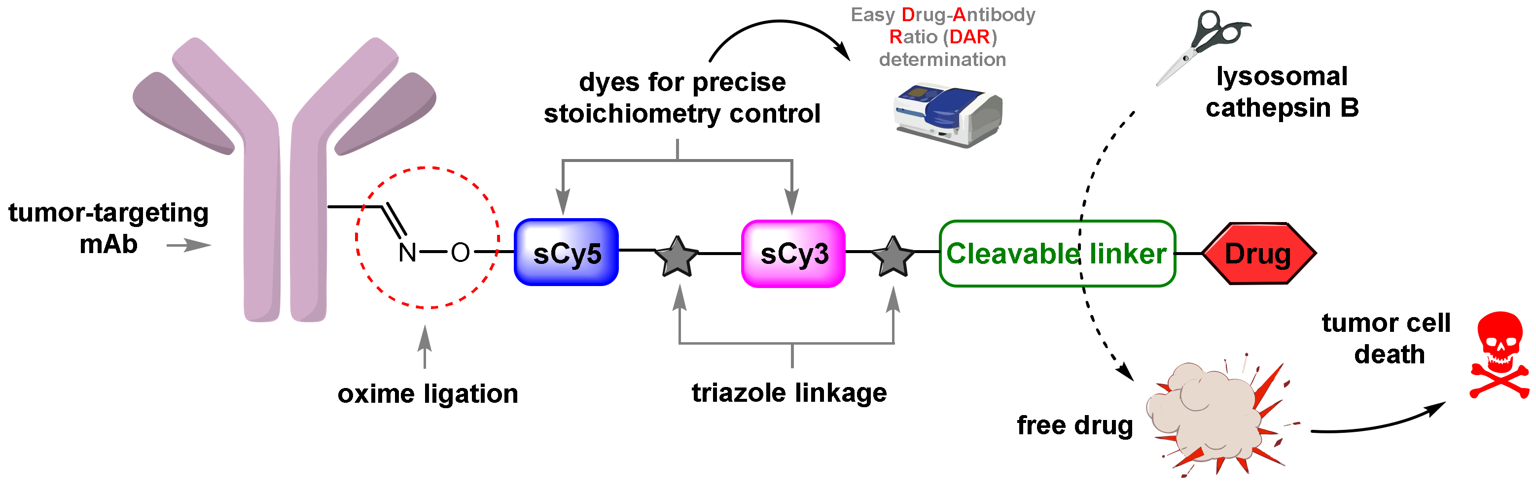 Ijms 24 05134 g001 Ijms 24 05134 g001